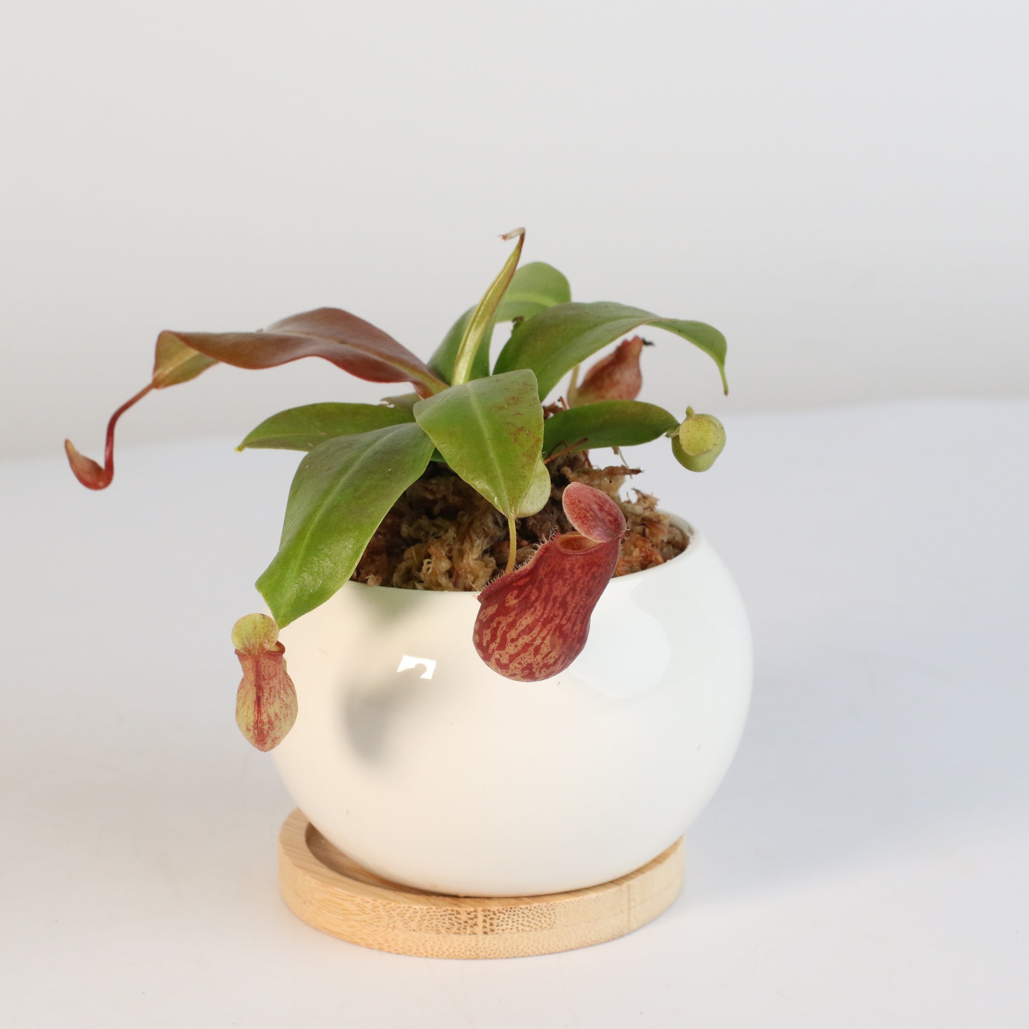 Nepenthes Gaya Carnivorous Pitcher Plant (Nepenthes x St. Gaya) - Cheeky Garden