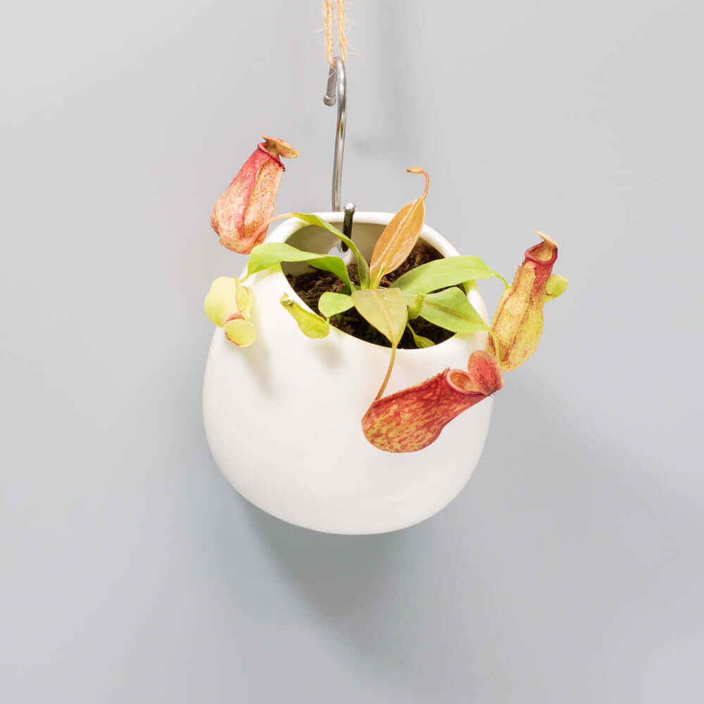 Nepenthes Gaya Carnivorous Pitcher Plant (Nepenthes x St. Gaya) - Cheeky Garden