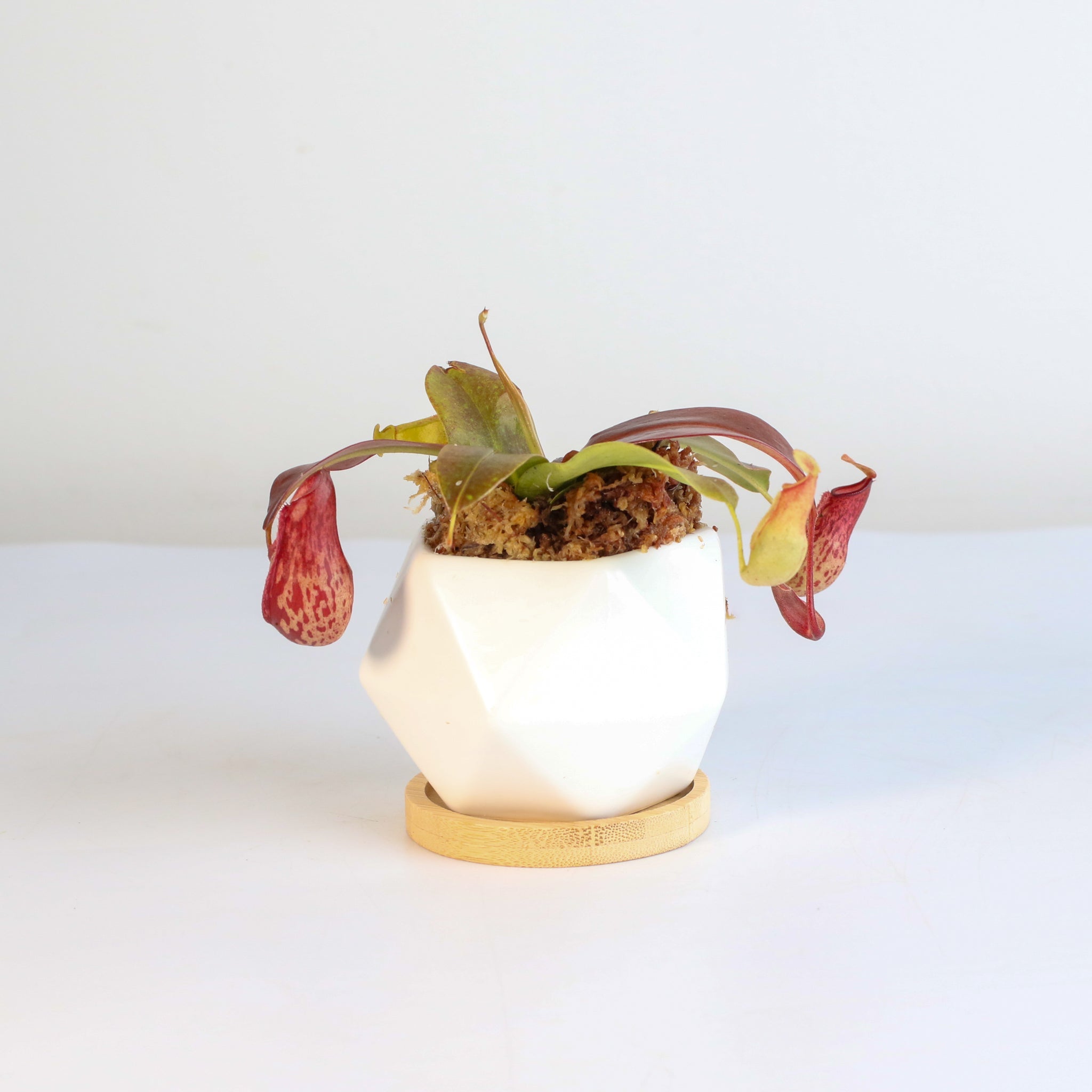 Nepenthes Gaya Carnivorous Pitcher Plant (Nepenthes x St. Gaya) - Cheeky Garden
