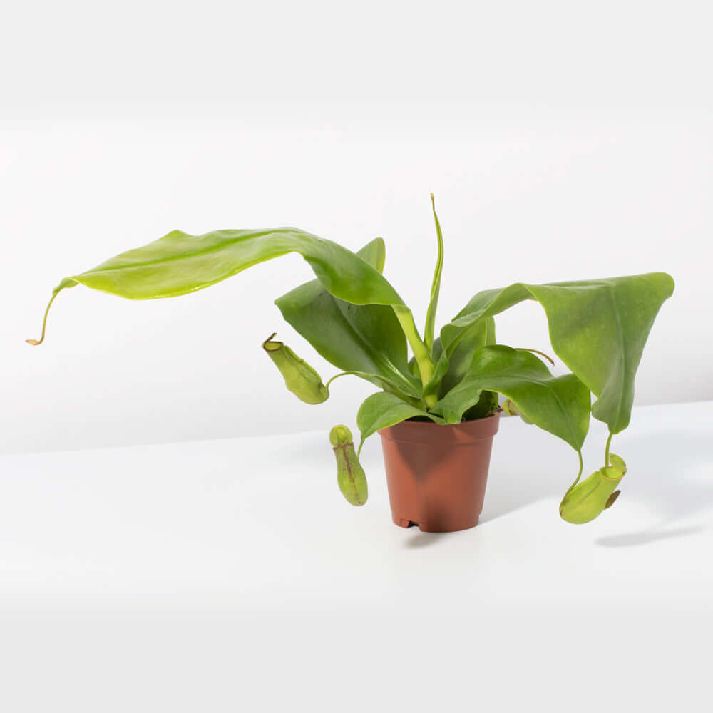 Nepenthes Gaya Carnivorous Pitcher Plant (Nepenthes x St. Gaya) - Cheeky Garden
