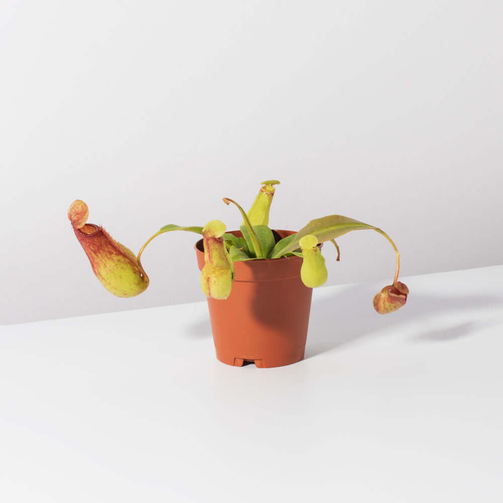 Nepenthes Gaya Carnivorous Pitcher Plant (Nepenthes x St. Gaya) - Cheeky Garden