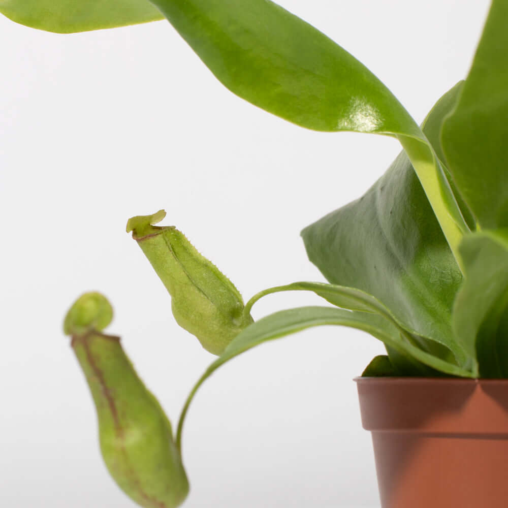Nepenthes Gaya Carnivorous Pitcher Plant (Nepenthes x St. Gaya) - Cheeky Garden