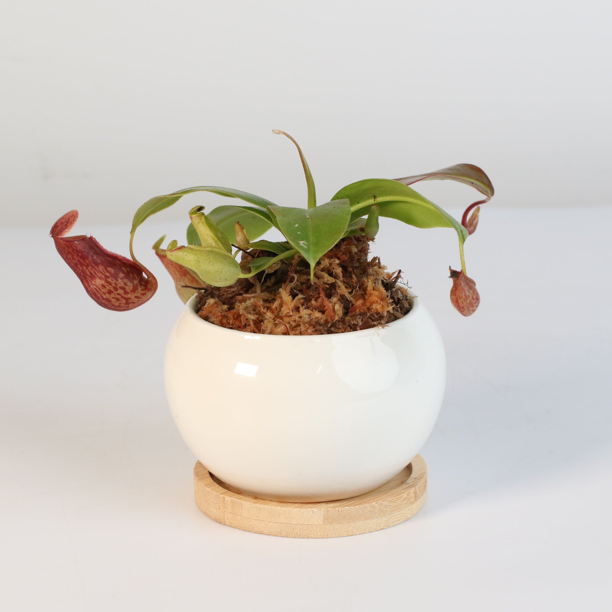 Nepenthes Gaya Carnivorous Pitcher Plant (Nepenthes x St. Gaya) - Cheeky Garden