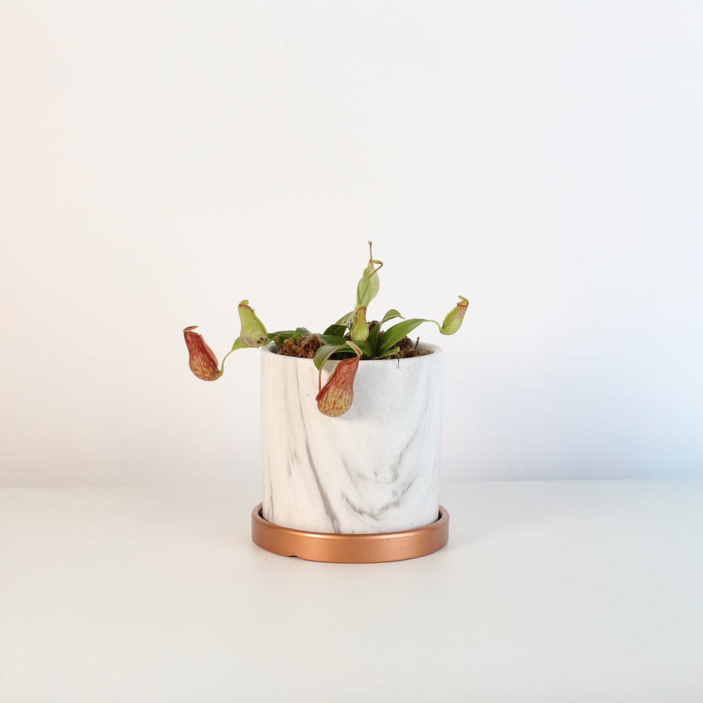 Nepenthes Gaya Carnivorous Pitcher Plant (Nepenthes x St. Gaya) - Cheeky Garden