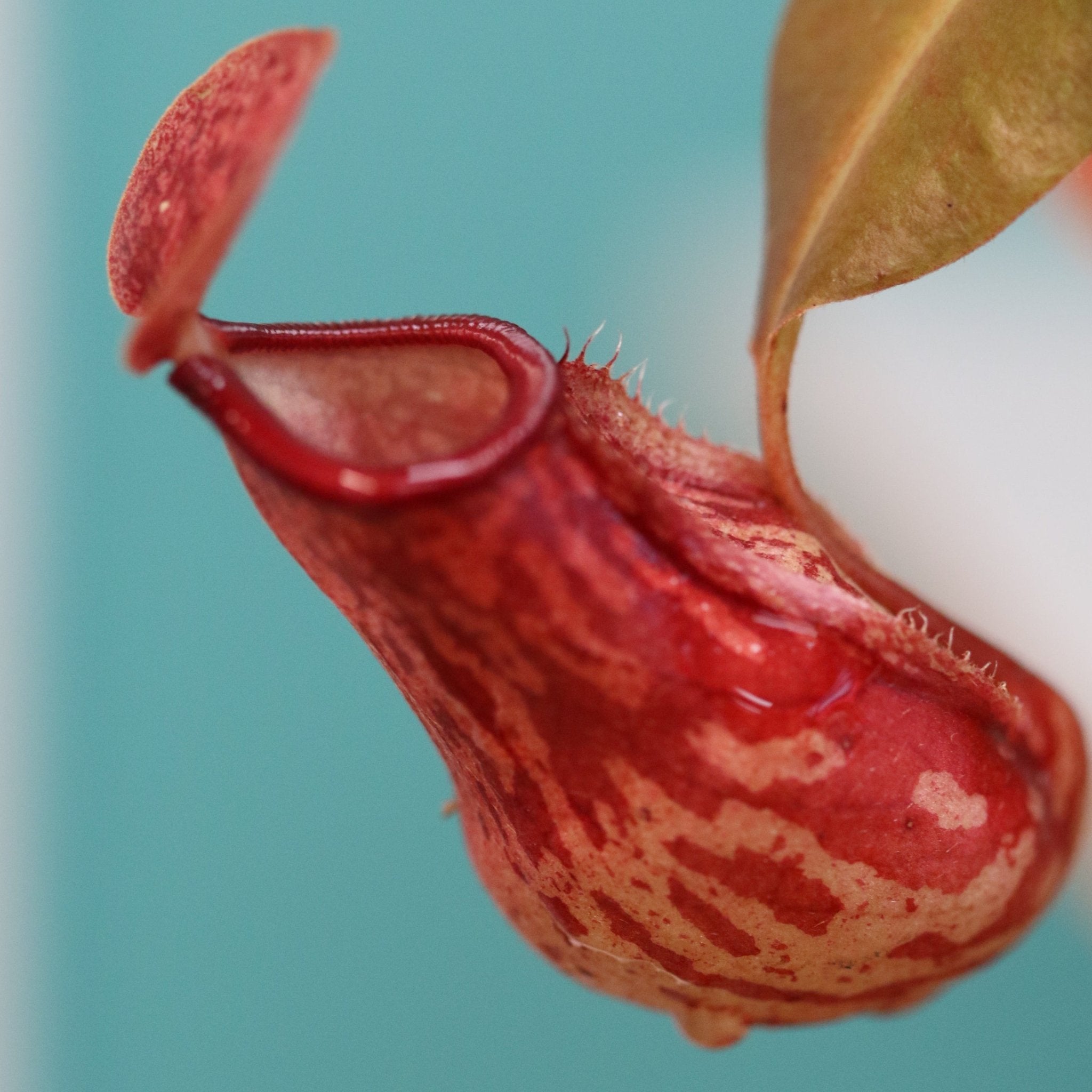 Nepenthes Gaya Carnivorous Pitcher Plant (Nepenthes x St. Gaya) - Cheeky Garden