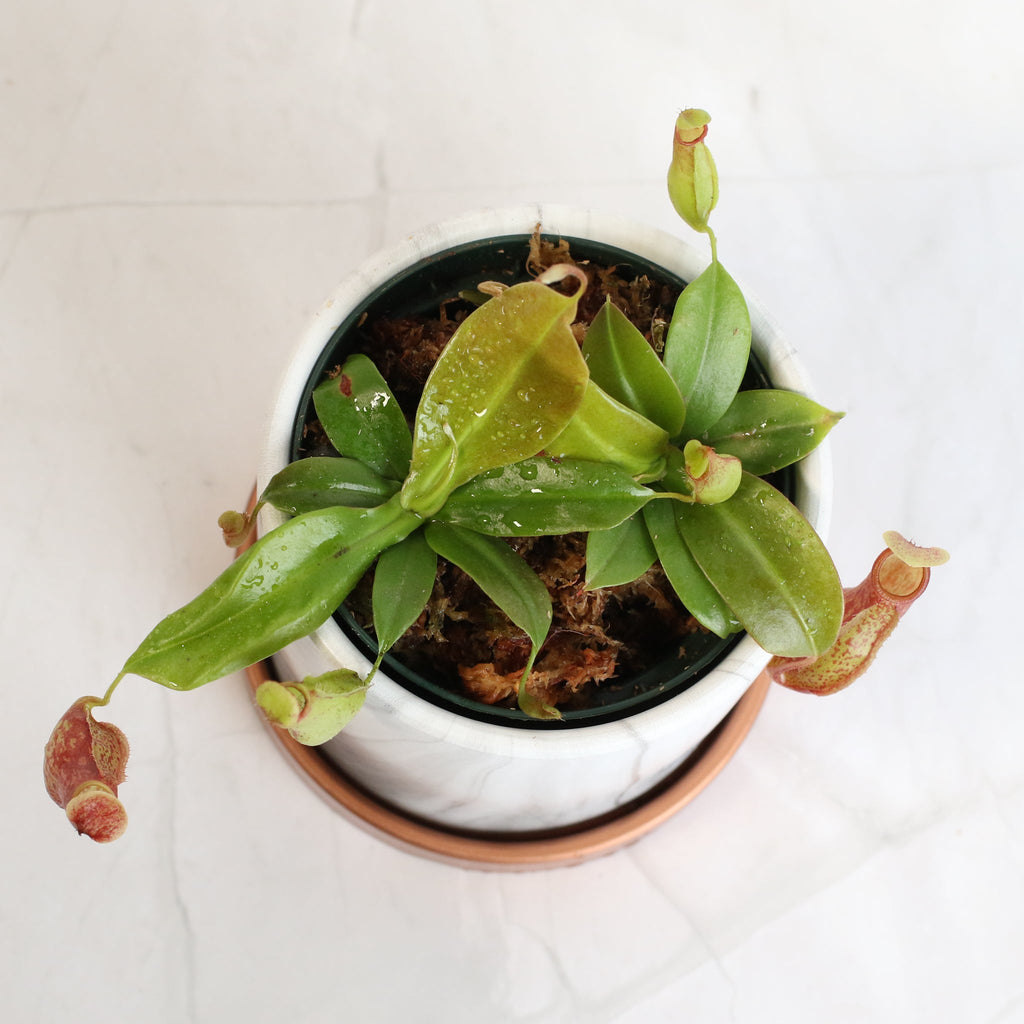 Nepenthes Gaya Carnivorous Pitcher Plant (Nepenthes x St. Gaya) - Cheeky Garden