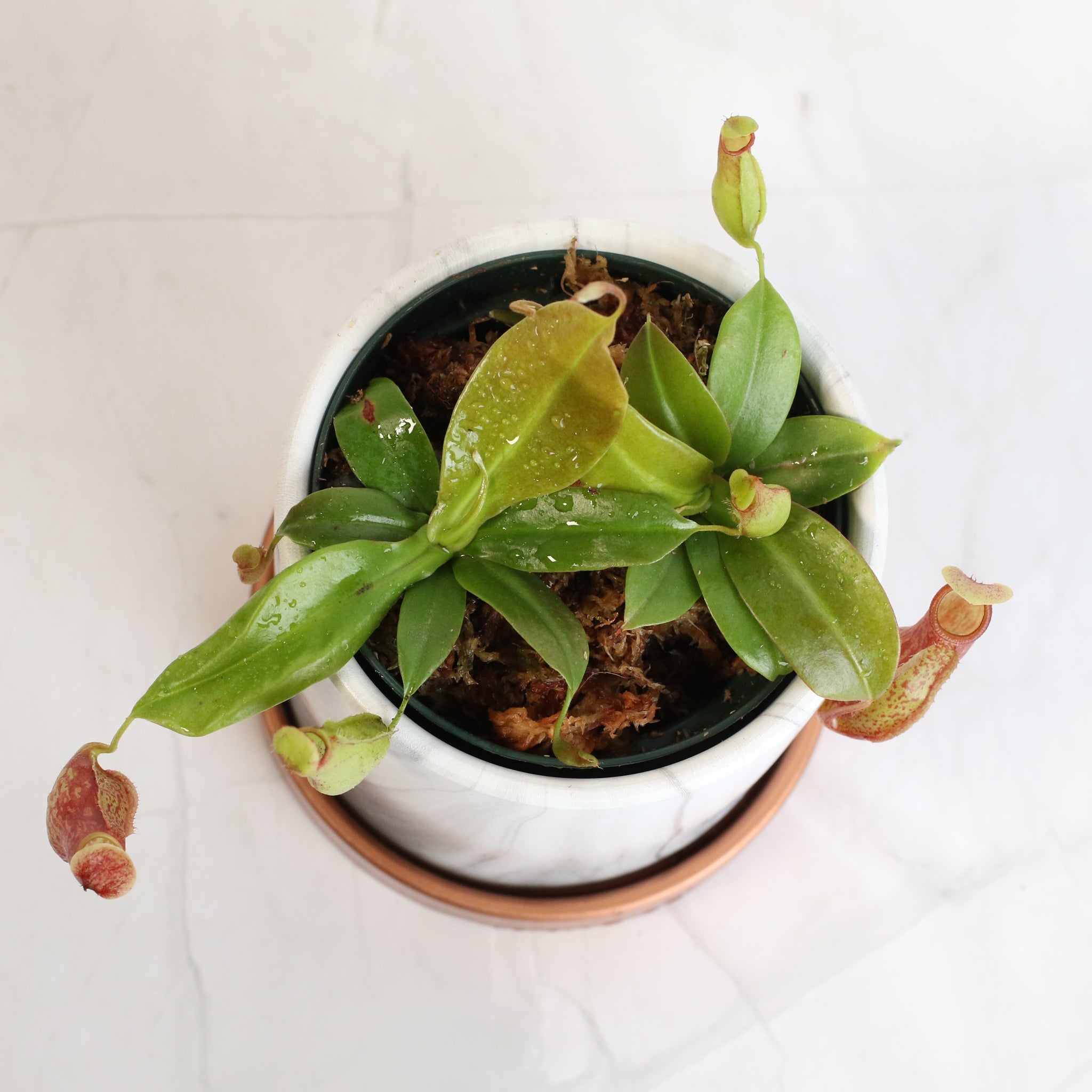 Nepenthes Gaya Carnivorous Pitcher Plant (Nepenthes x St. Gaya) - Cheeky Garden