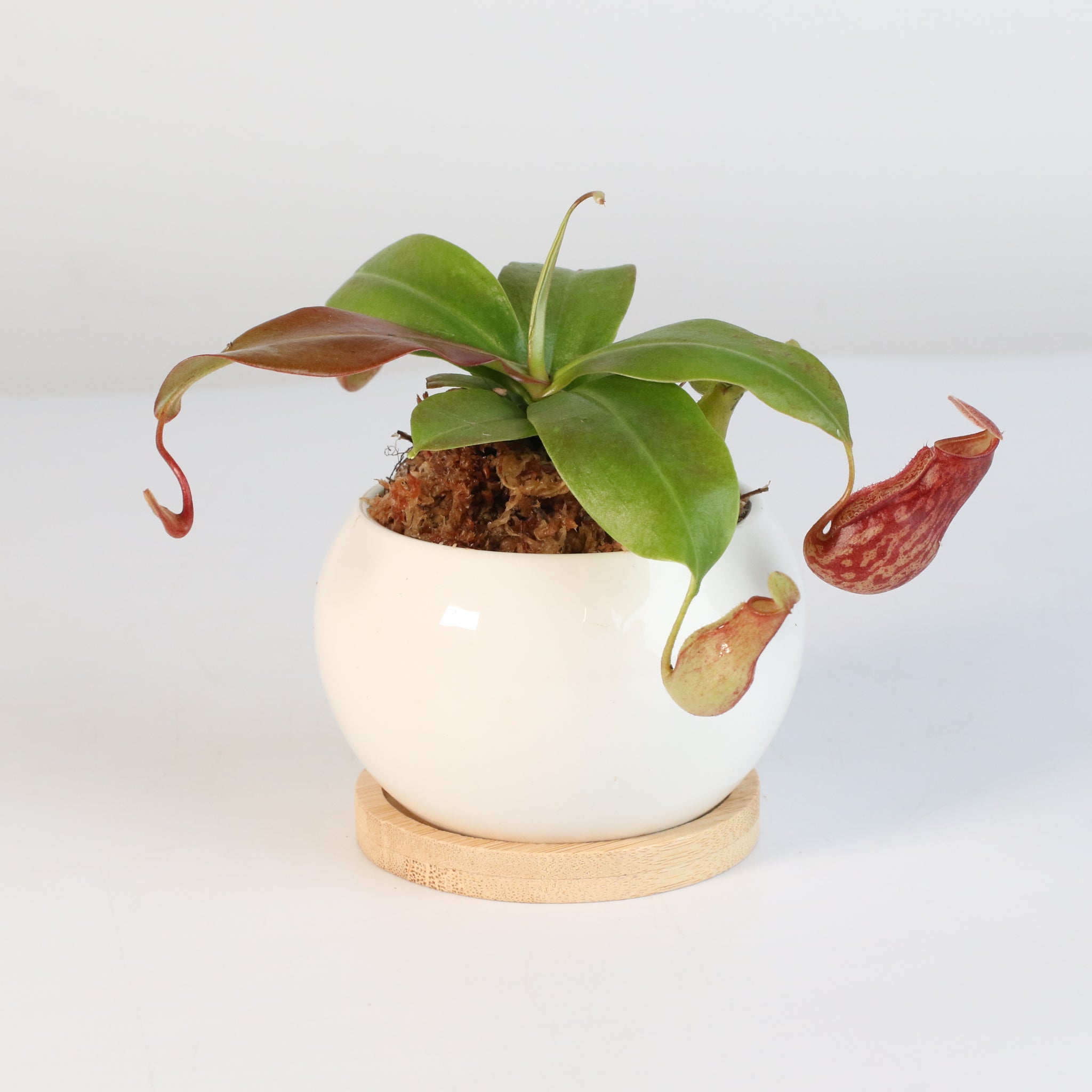 Nepenthes Gaya Carnivorous Pitcher Plant (Nepenthes x St. Gaya) - Cheeky Garden