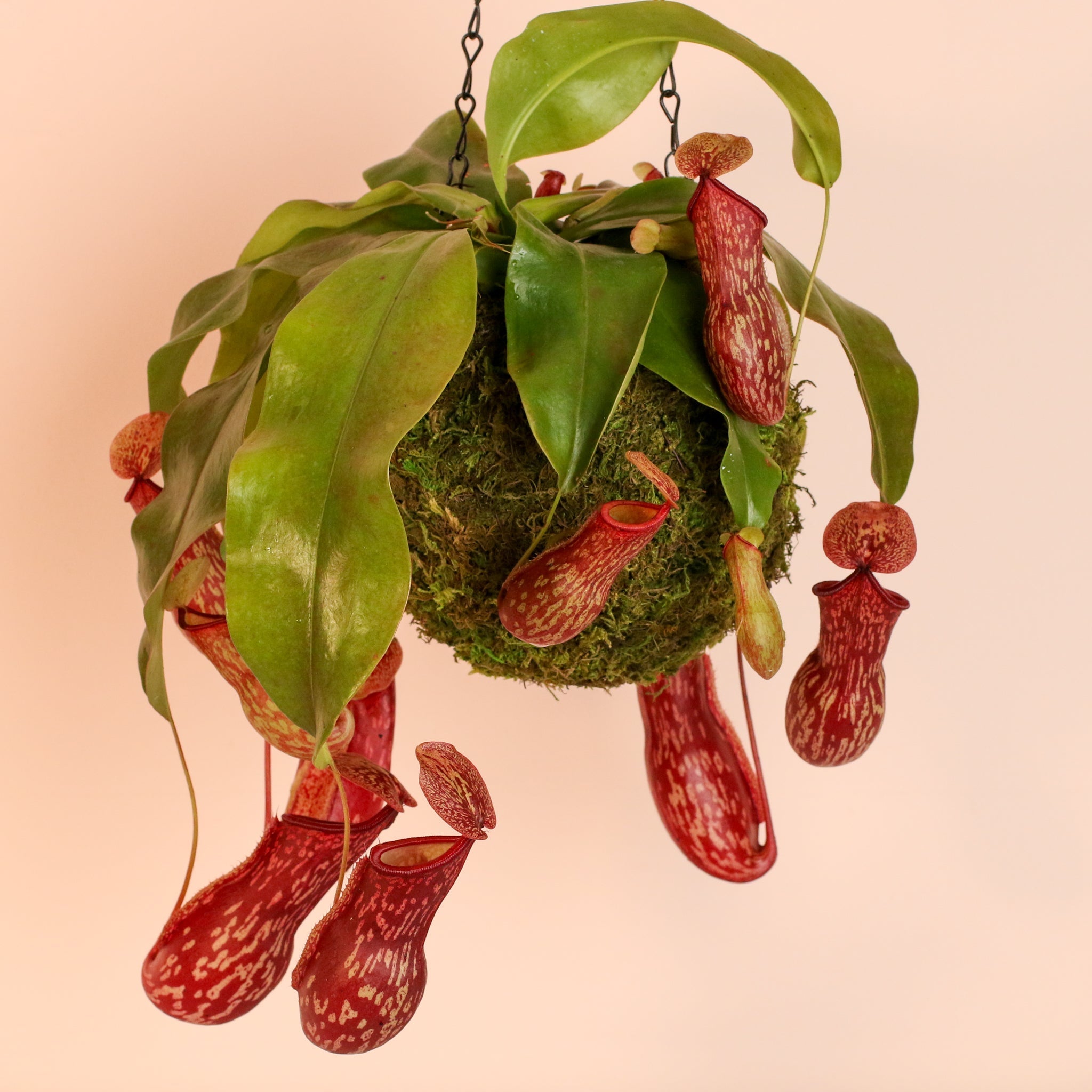 Nepenthes Gaya Carnivorous Pitcher Plant (Nepenthes x St. Gaya) - Cheeky Garden
