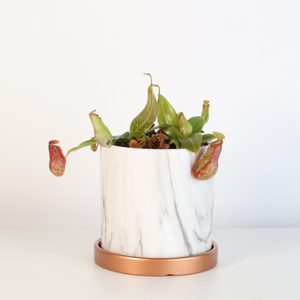 Nepenthes Gaya Carnivorous Pitcher Plant (Nepenthes x St. Gaya) - Cheeky Garden