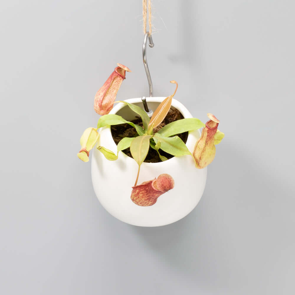 Nepenthes Gaya Carnivorous Pitcher Plant (Nepenthes x St. Gaya) - Cheeky Garden