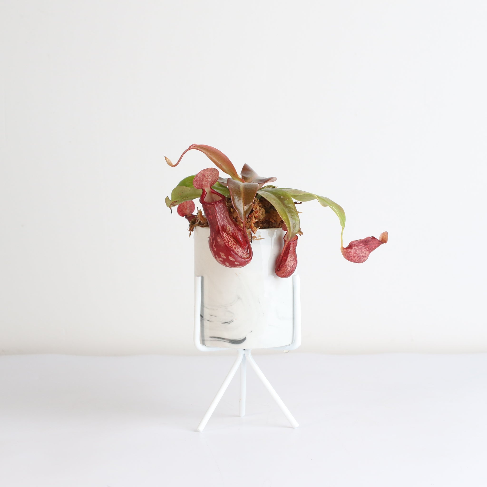 Nepenthes Gaya Carnivorous Pitcher Plant (Nepenthes x St. Gaya) - Cheeky Garden