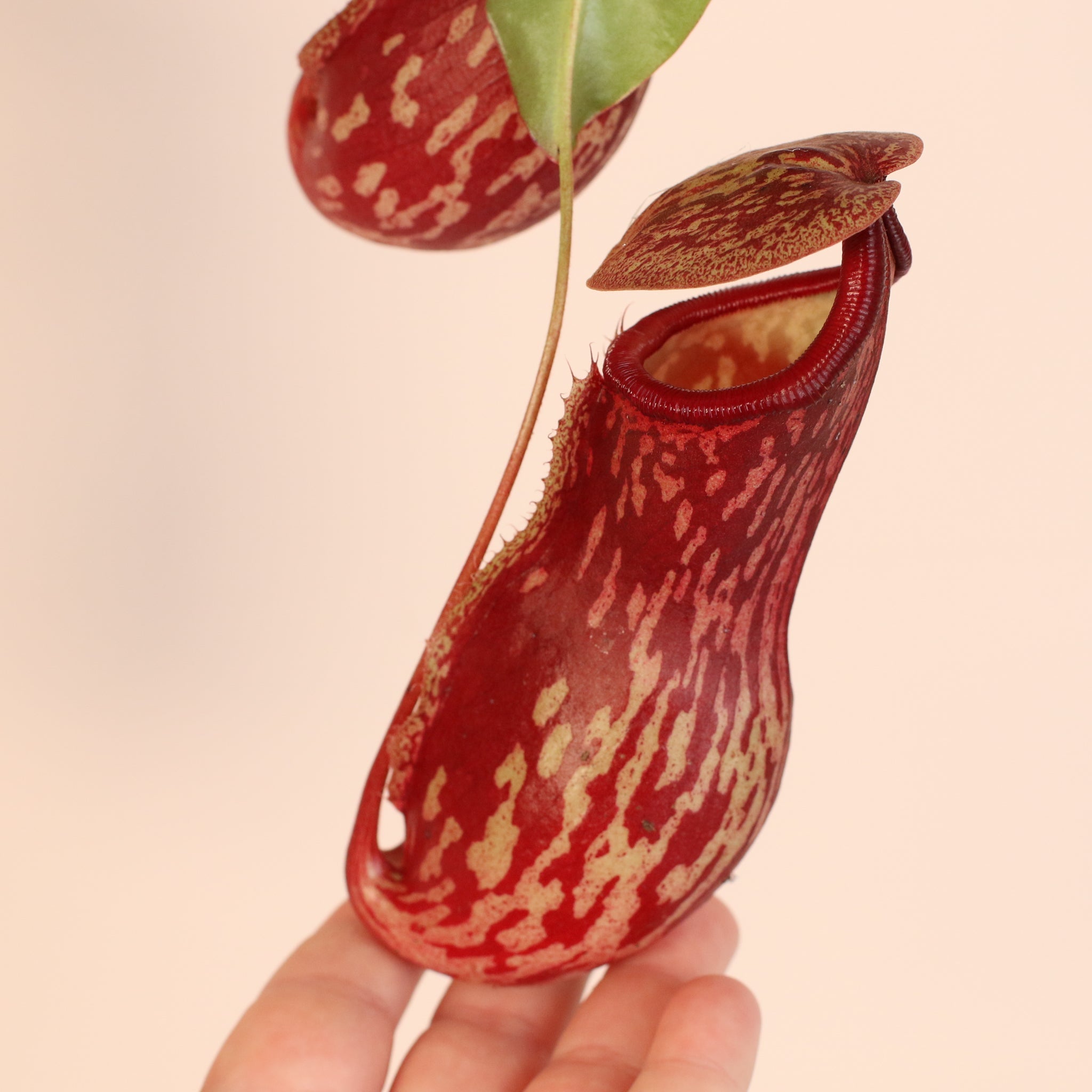 Nepenthes Gaya Carnivorous Pitcher Plant (Nepenthes x St. Gaya) - Cheeky Garden