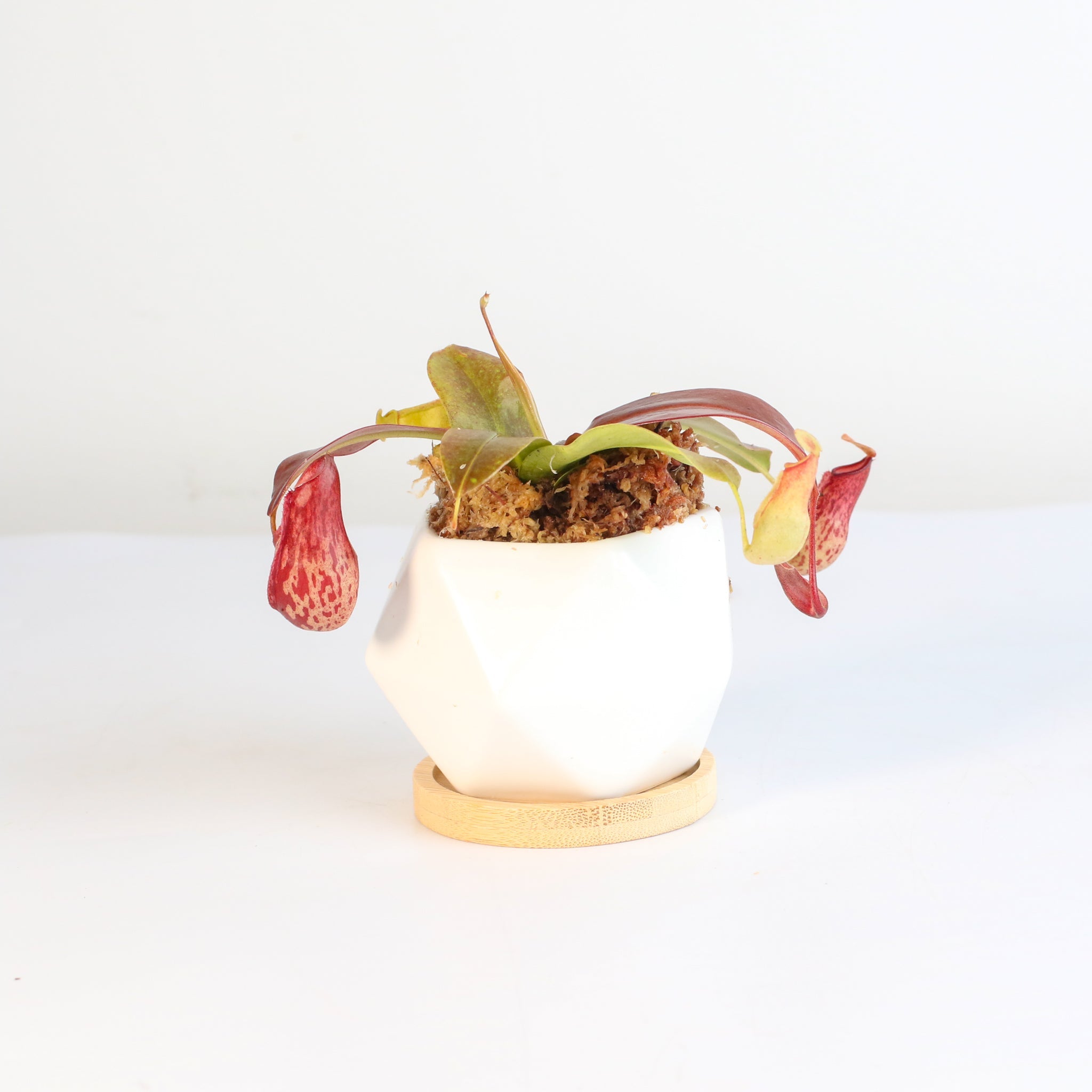Nepenthes Gaya Carnivorous Pitcher Plant (Nepenthes x St. Gaya) - Cheeky Garden