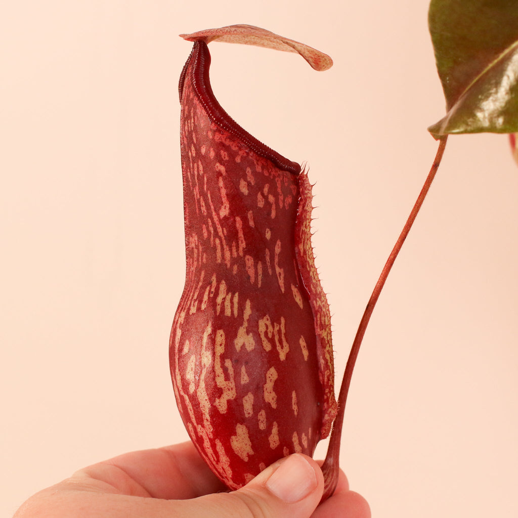 Nepenthes Gaya Carnivorous Pitcher Plant (Nepenthes x St. Gaya) - Cheeky Garden