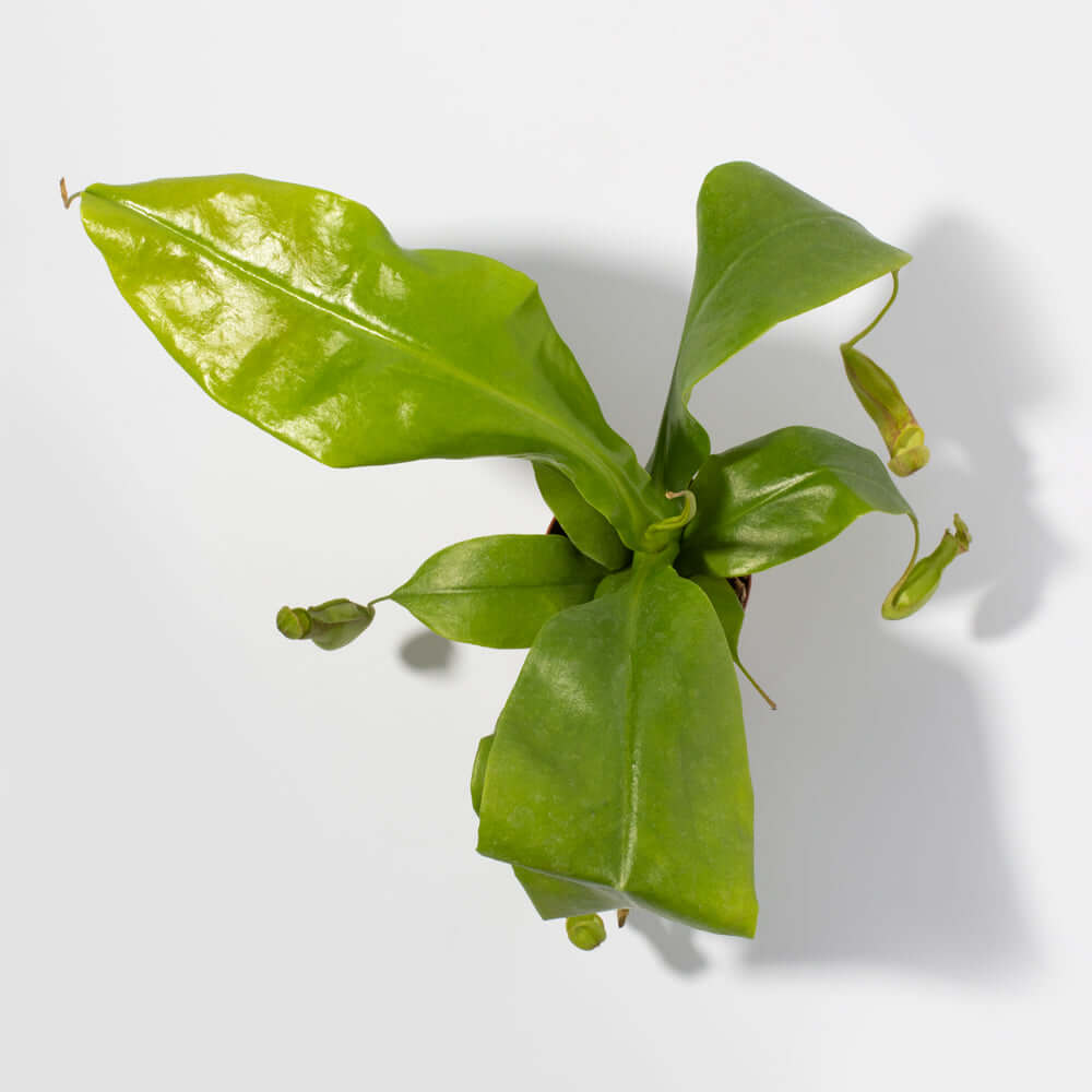 Nepenthes Gaya Carnivorous Pitcher Plant (Nepenthes x St. Gaya) - Cheeky Garden
