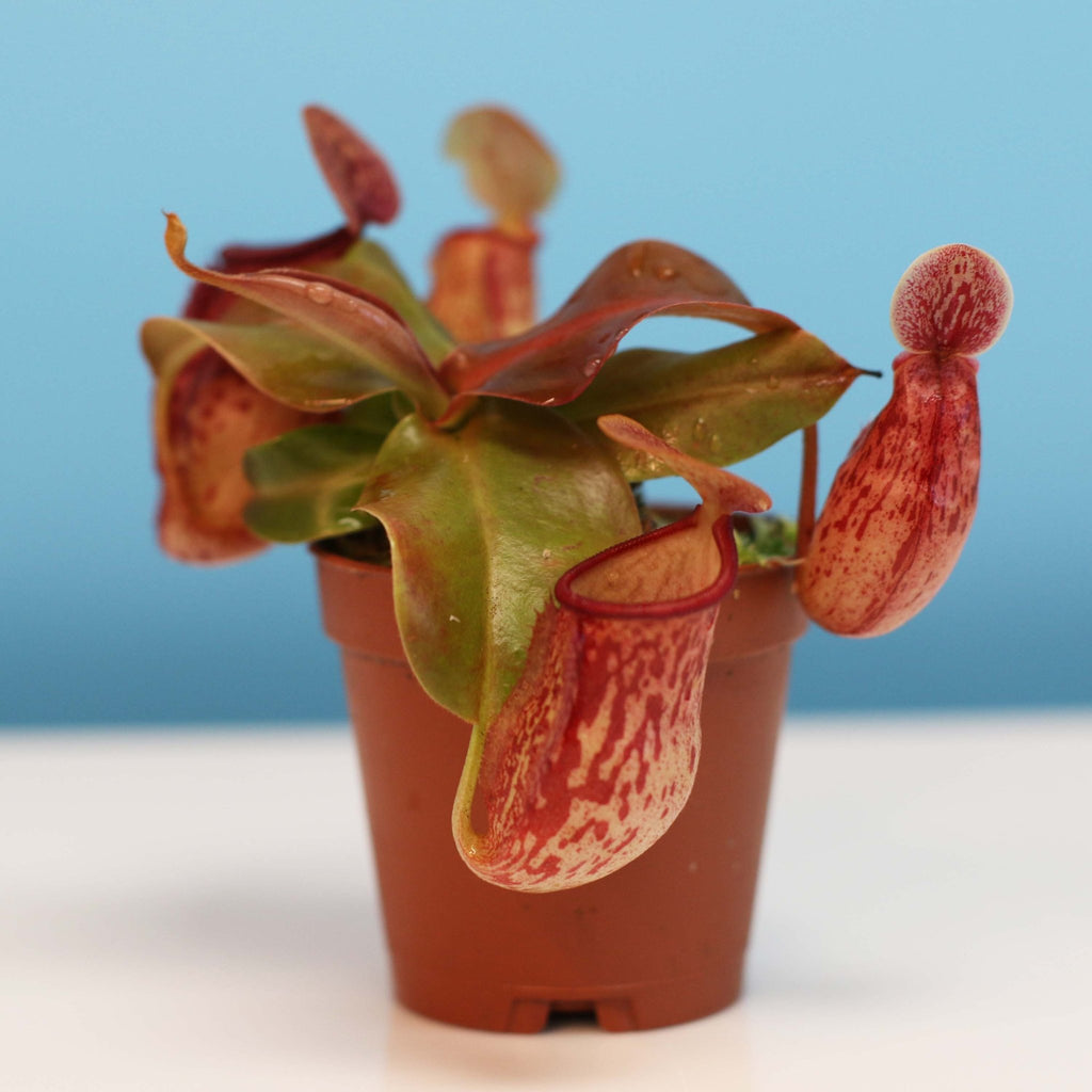 Nepenthes Gaya Carnivorous Pitcher Plant (Nepenthes x St. Gaya) - Cheeky Garden
