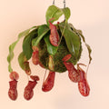 Nepenthes Gaya Carnivorous Pitcher Plant (Nepenthes x St. Gaya) - Cheeky Garden