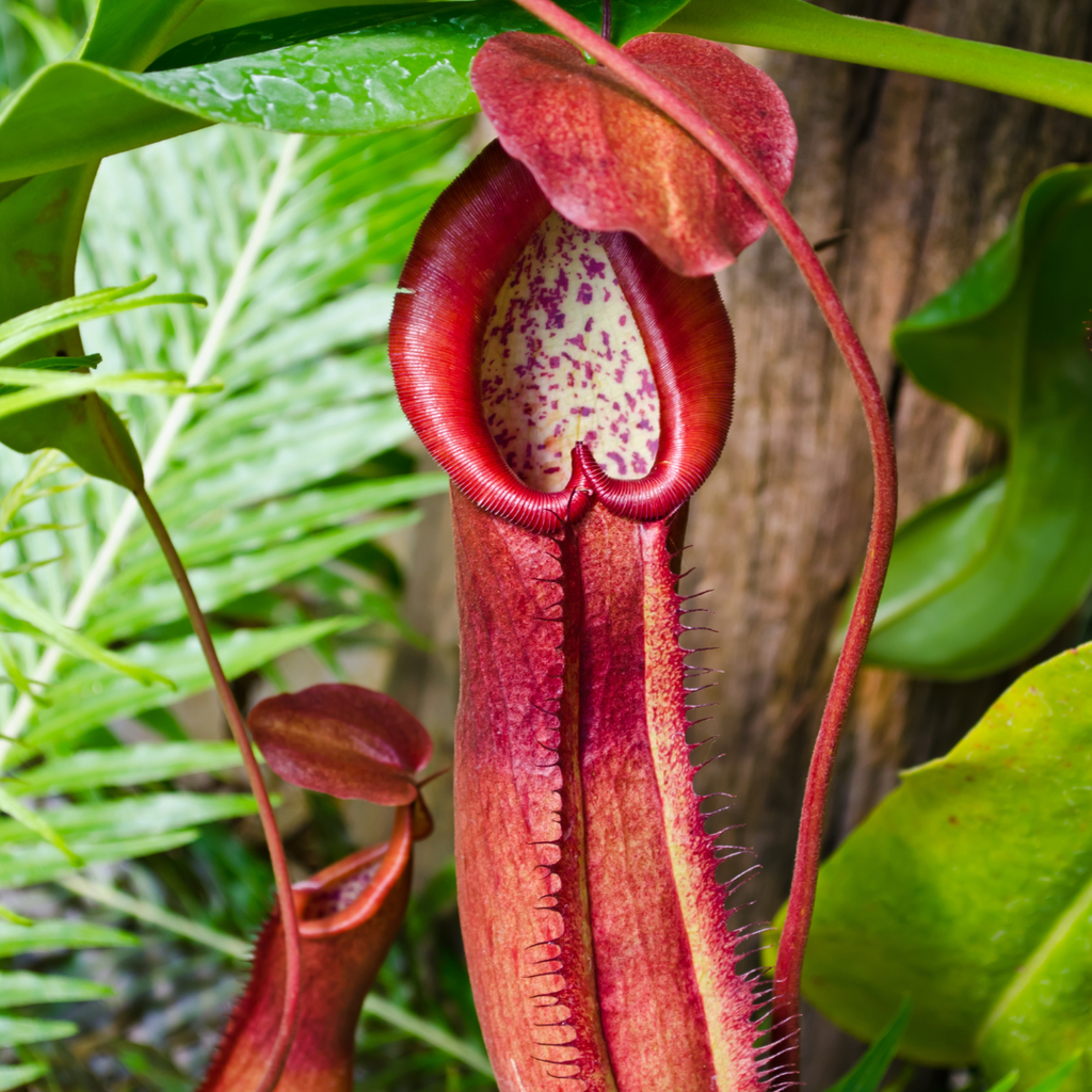 Nepenthes ‘Lady Luck’ Carnivorous Pitcher Plant - Cheeky Garden