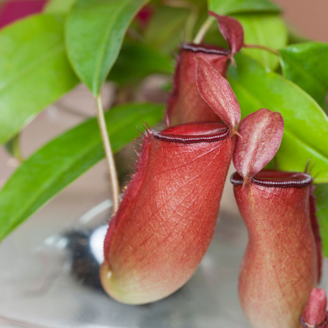 Nepenthes ‘Lady Luck’ Carnivorous Pitcher Plant - Cheeky Garden
