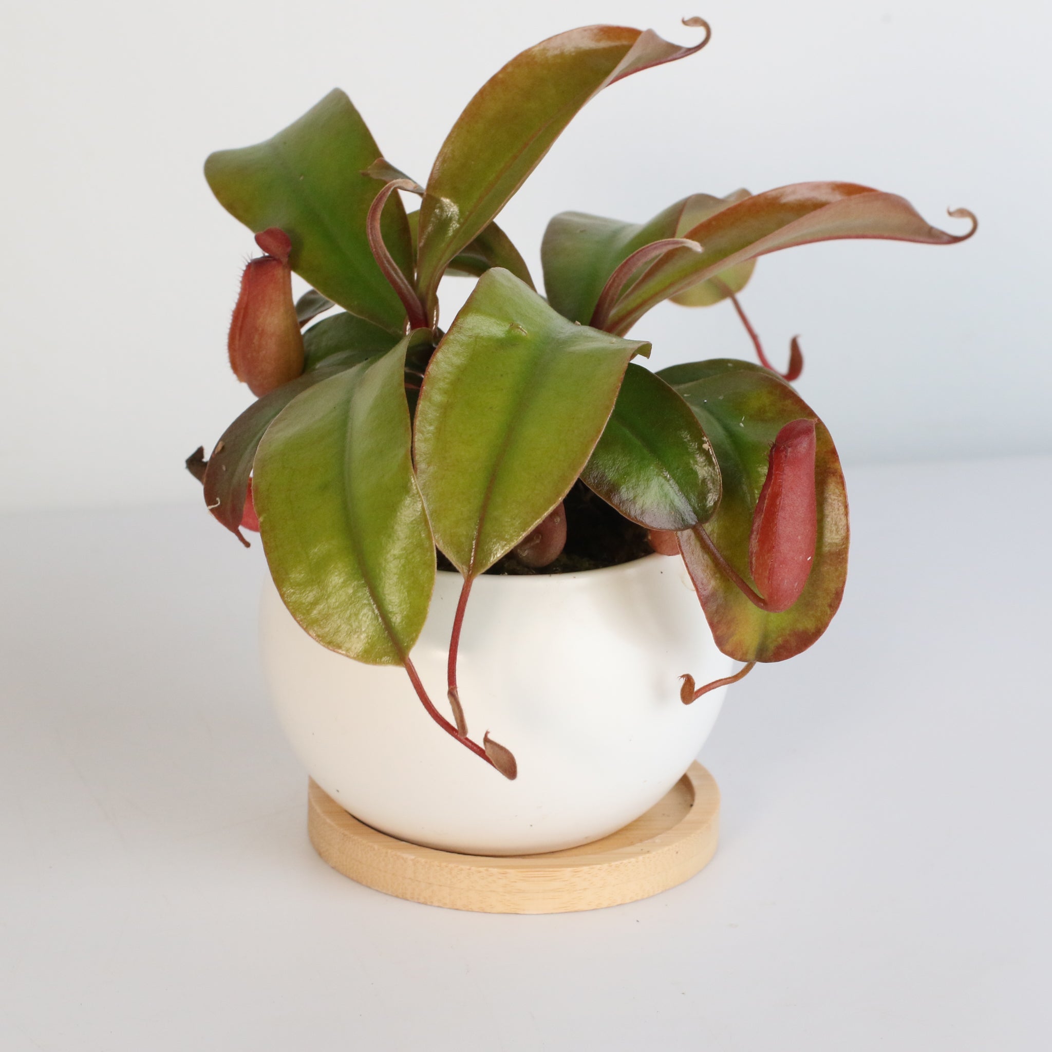 Nepenthes ‘Lady Luck’ Carnivorous Pitcher Plant - Cheeky Garden