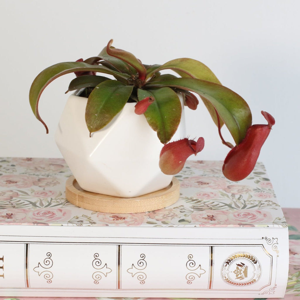 Nepenthes ‘Lady Luck’ Carnivorous Pitcher Plant - Cheeky Garden