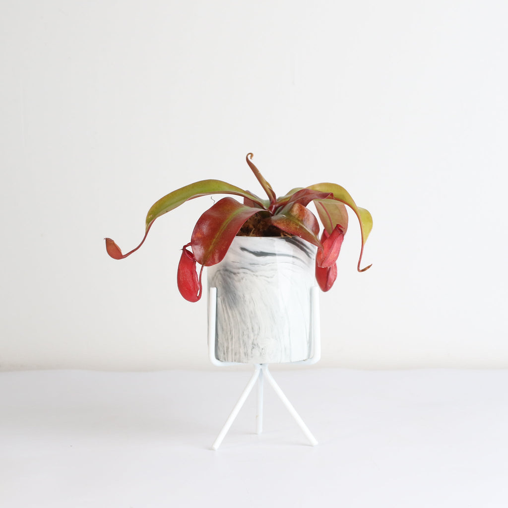 Nepenthes ‘Lady Luck’ Carnivorous Pitcher Plant - Cheeky Garden