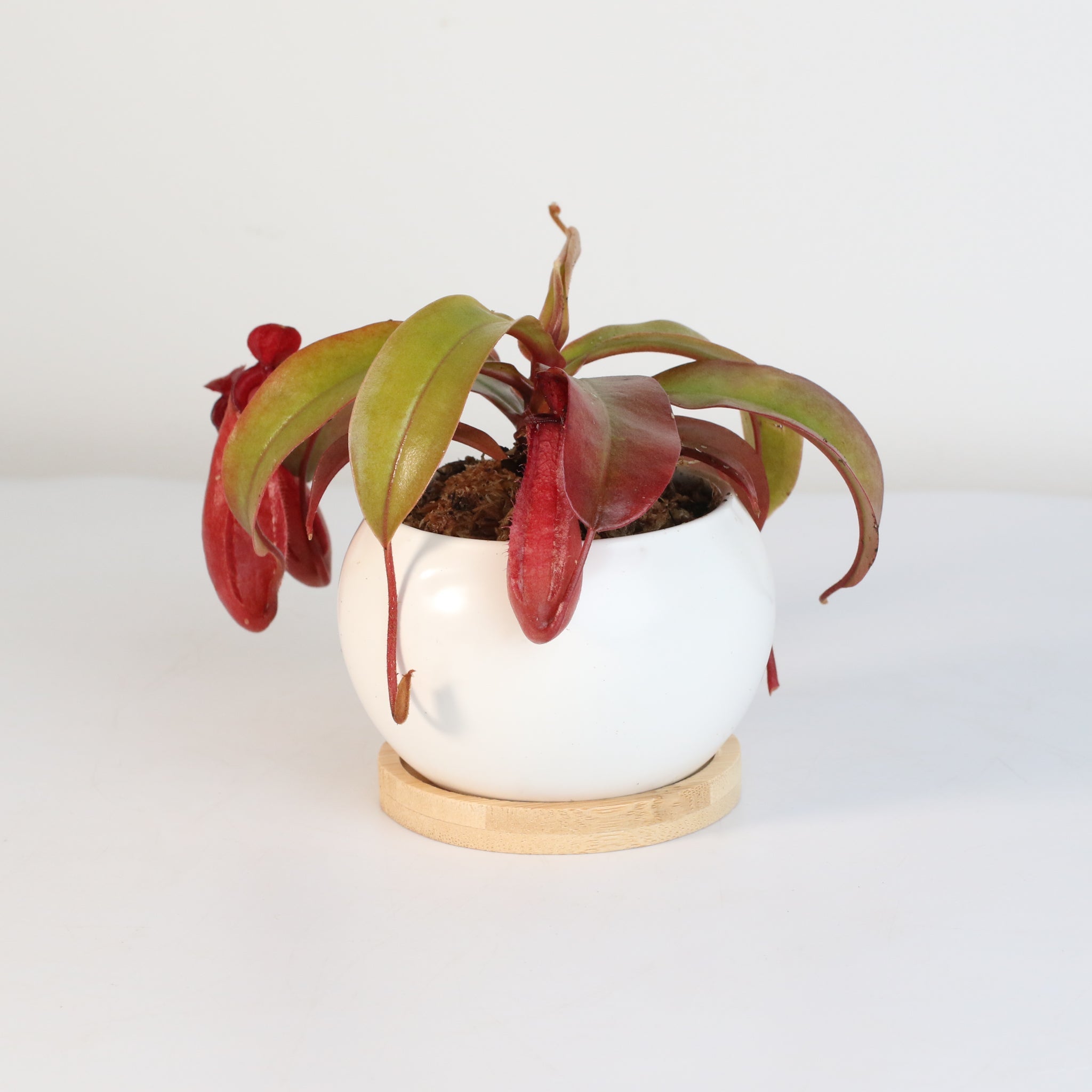Nepenthes ‘Lady Luck’ Carnivorous Pitcher Plant - Cheeky Garden