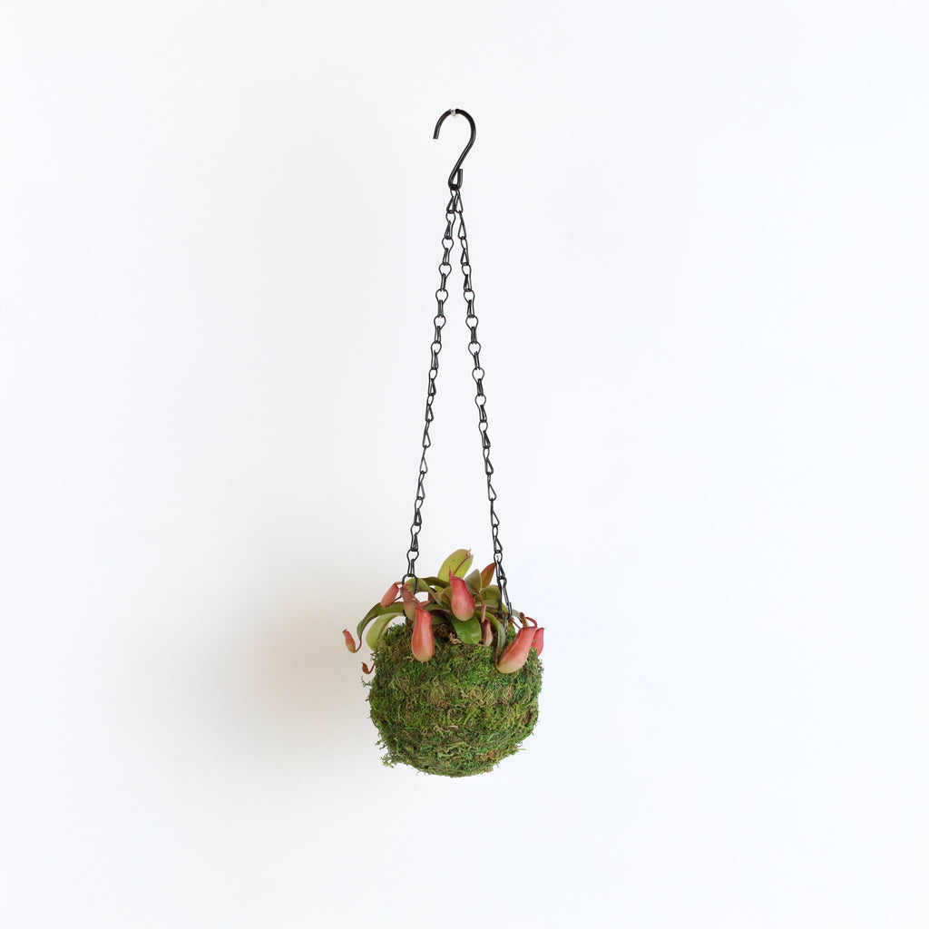 Nepenthes ‘Lady Luck’ Carnivorous Pitcher Plant - Cheeky Garden