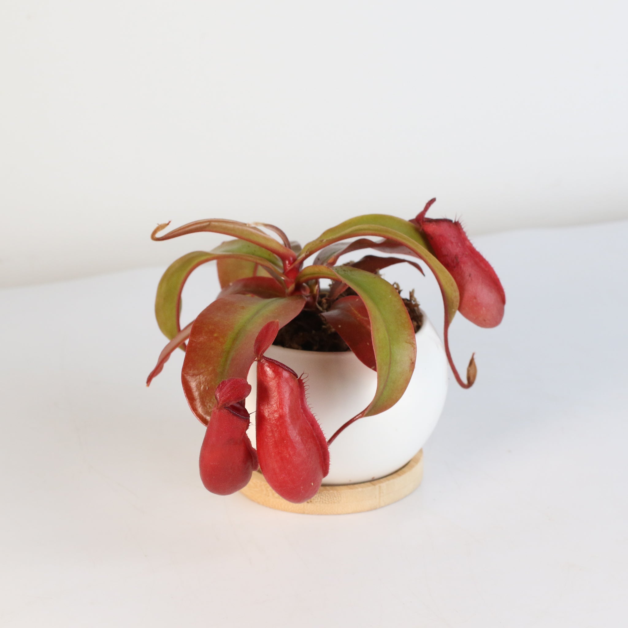 Nepenthes ‘Lady Luck’ Carnivorous Pitcher Plant - Cheeky Garden
