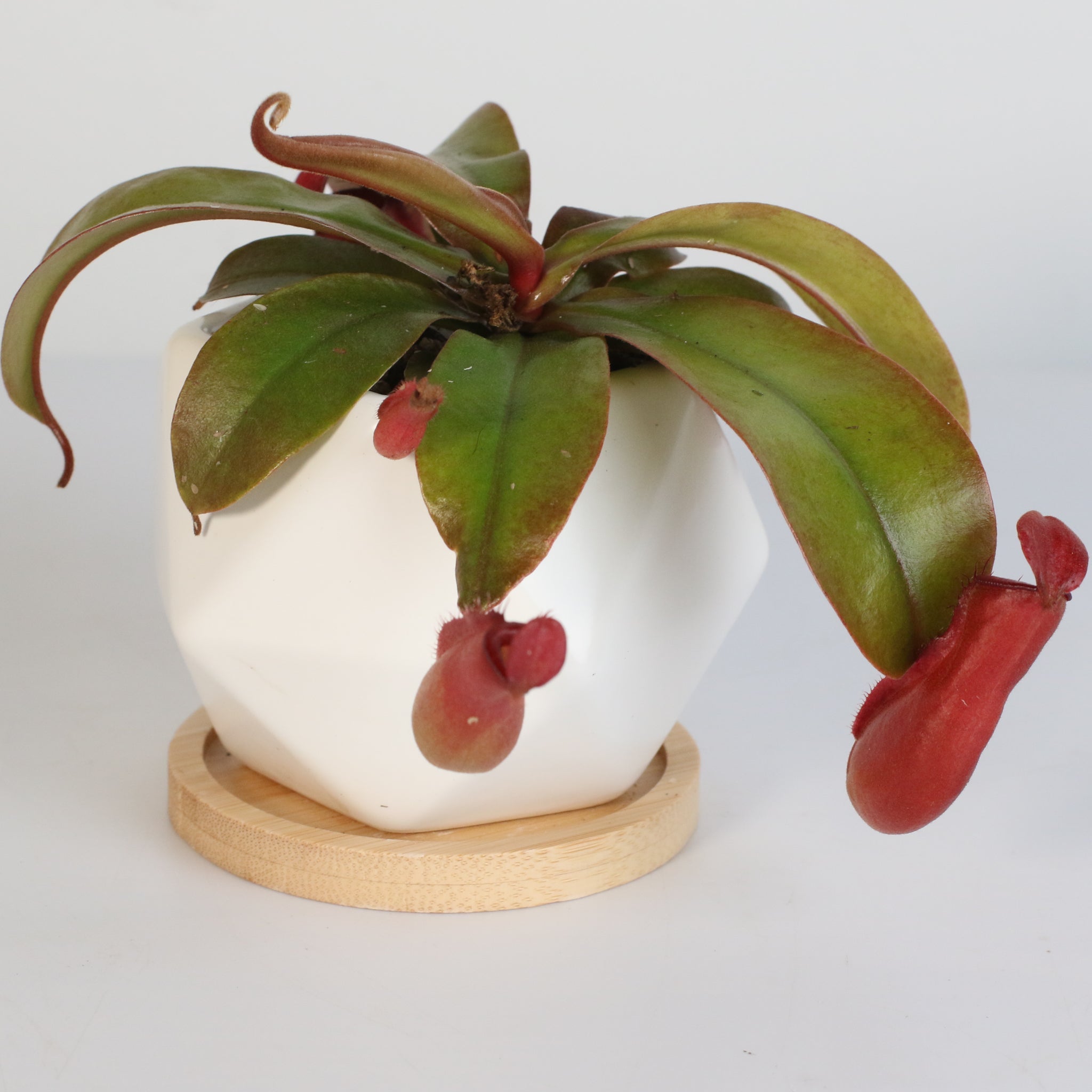 Nepenthes ‘Lady Luck’ Carnivorous Pitcher Plant - Cheeky Garden