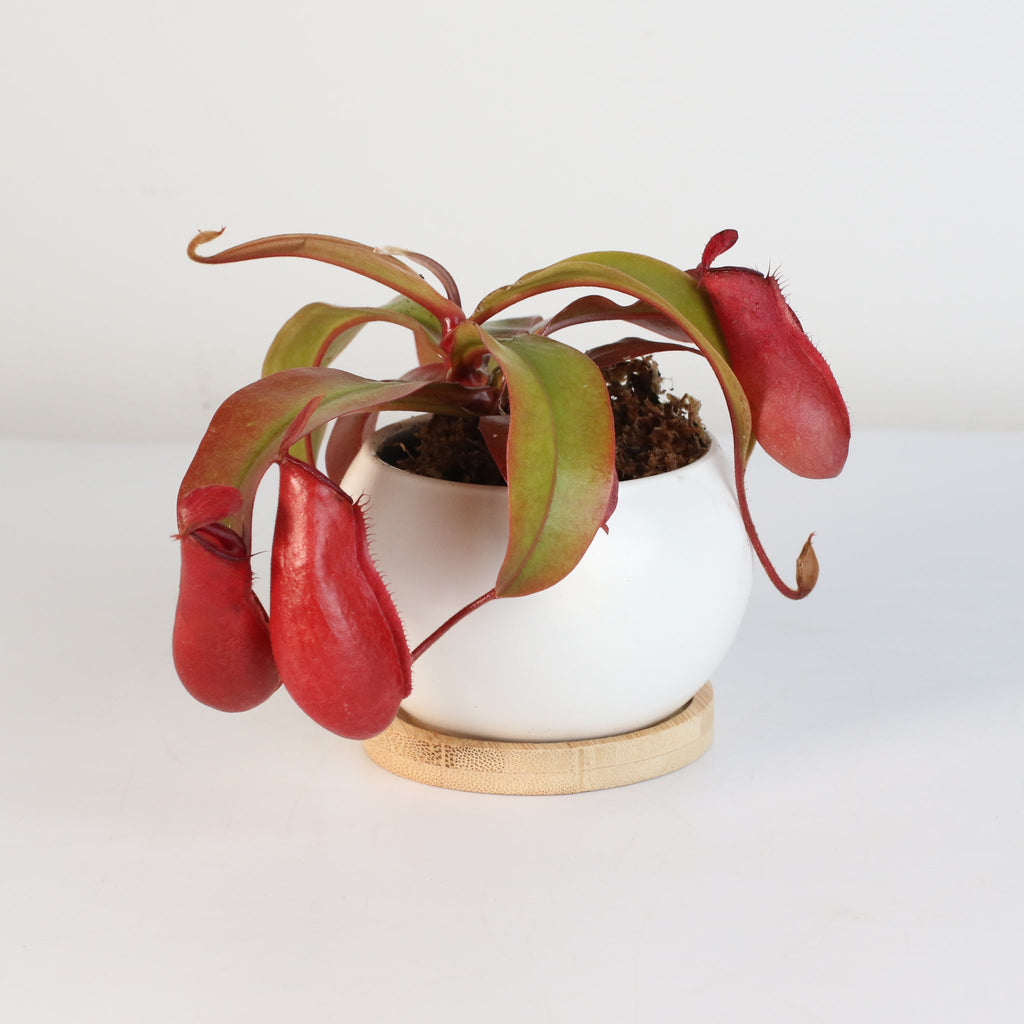 Nepenthes ‘Lady Luck’ Carnivorous Pitcher Plant - Cheeky Garden