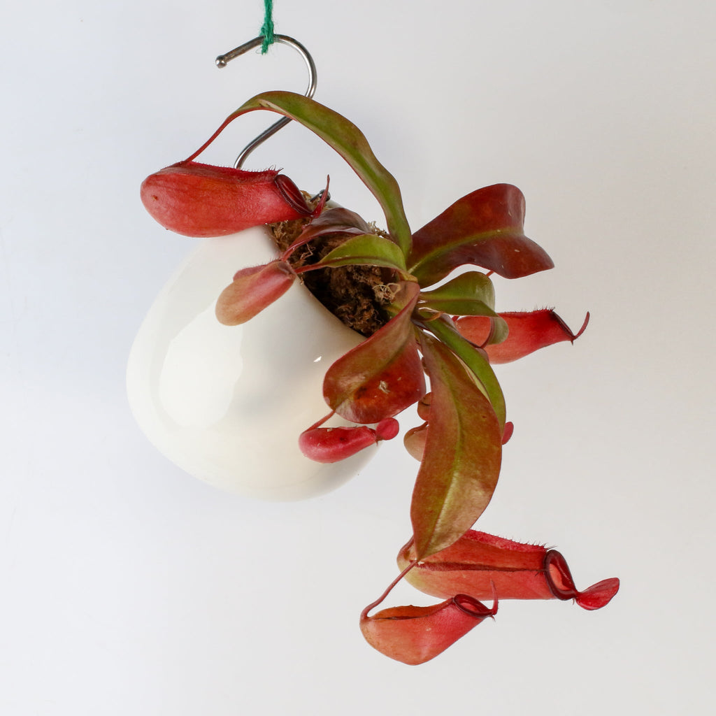 Nepenthes ‘Lady Luck’ Carnivorous Pitcher Plant - Cheeky Garden