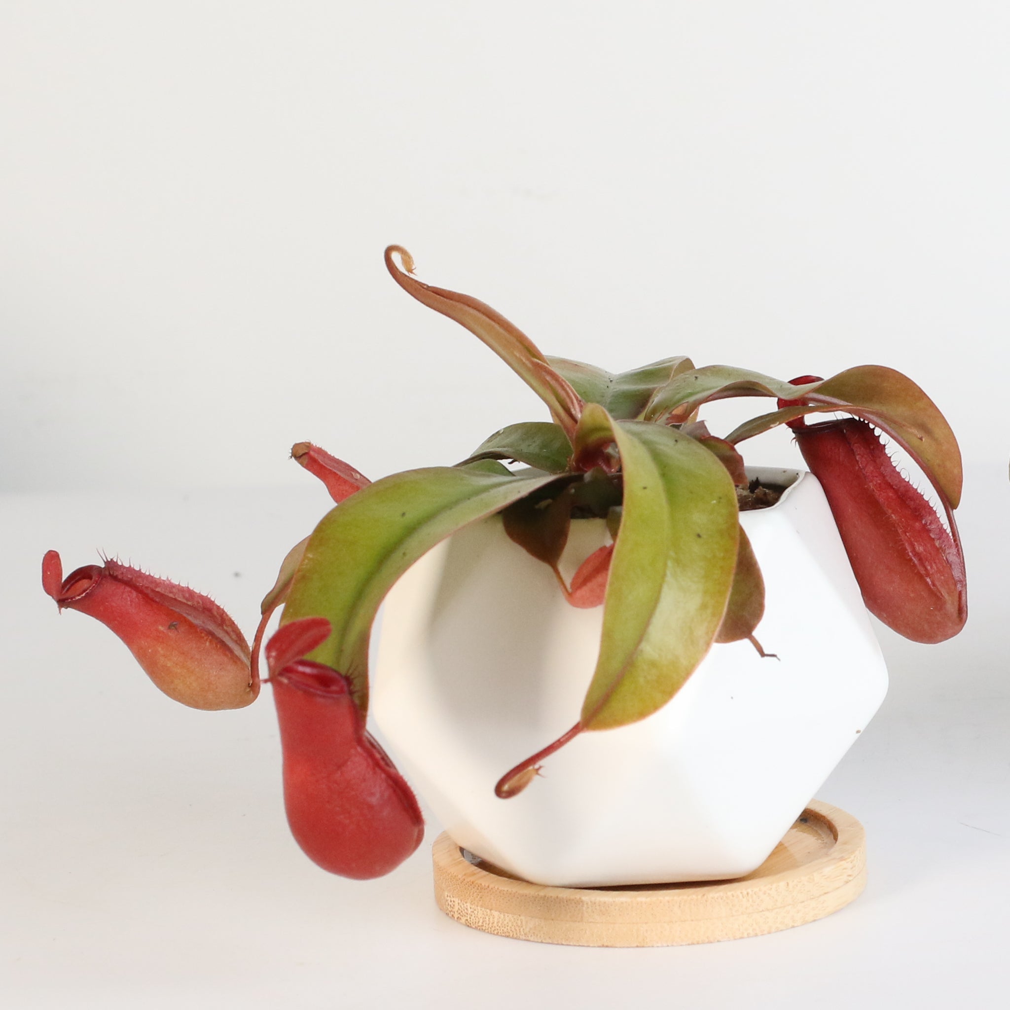 Nepenthes ‘Lady Luck’ Carnivorous Pitcher Plant - Cheeky Garden
