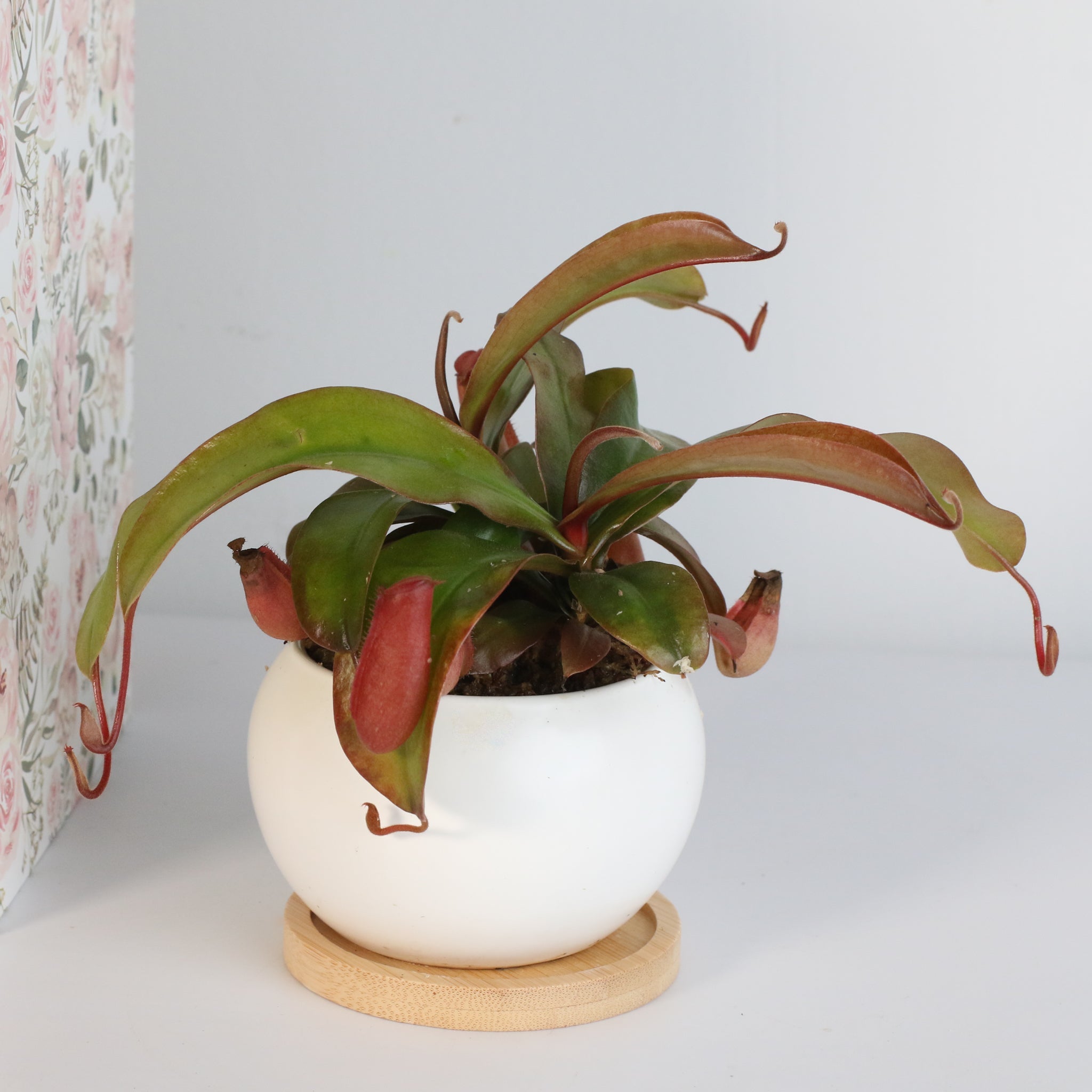 Nepenthes ‘Lady Luck’ Carnivorous Pitcher Plant - Cheeky Garden