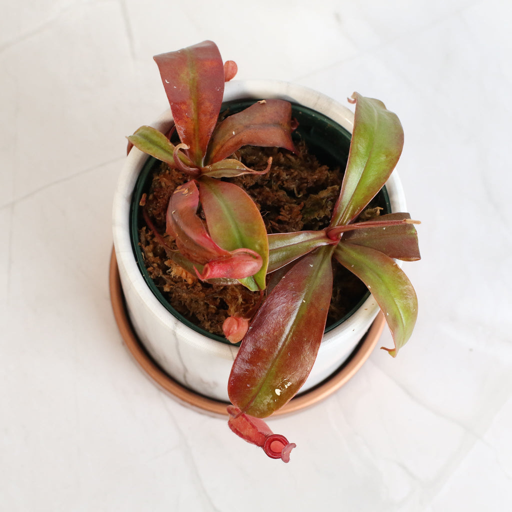Nepenthes ‘Lady Luck’ Carnivorous Pitcher Plant - Cheeky Garden