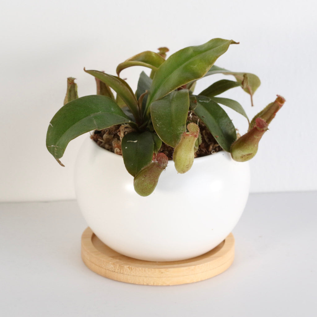 Nepenthes ‘Lady Luck’ Carnivorous Pitcher Plant - Cheeky Garden