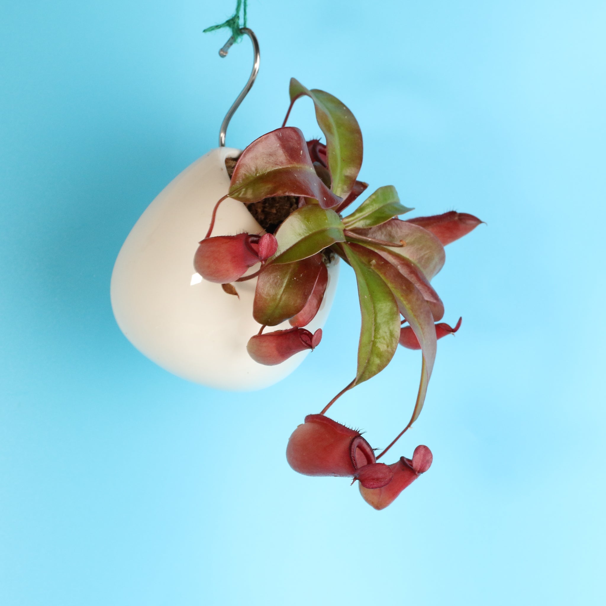 Nepenthes ‘Lady Luck’ Carnivorous Pitcher Plant - Cheeky Garden