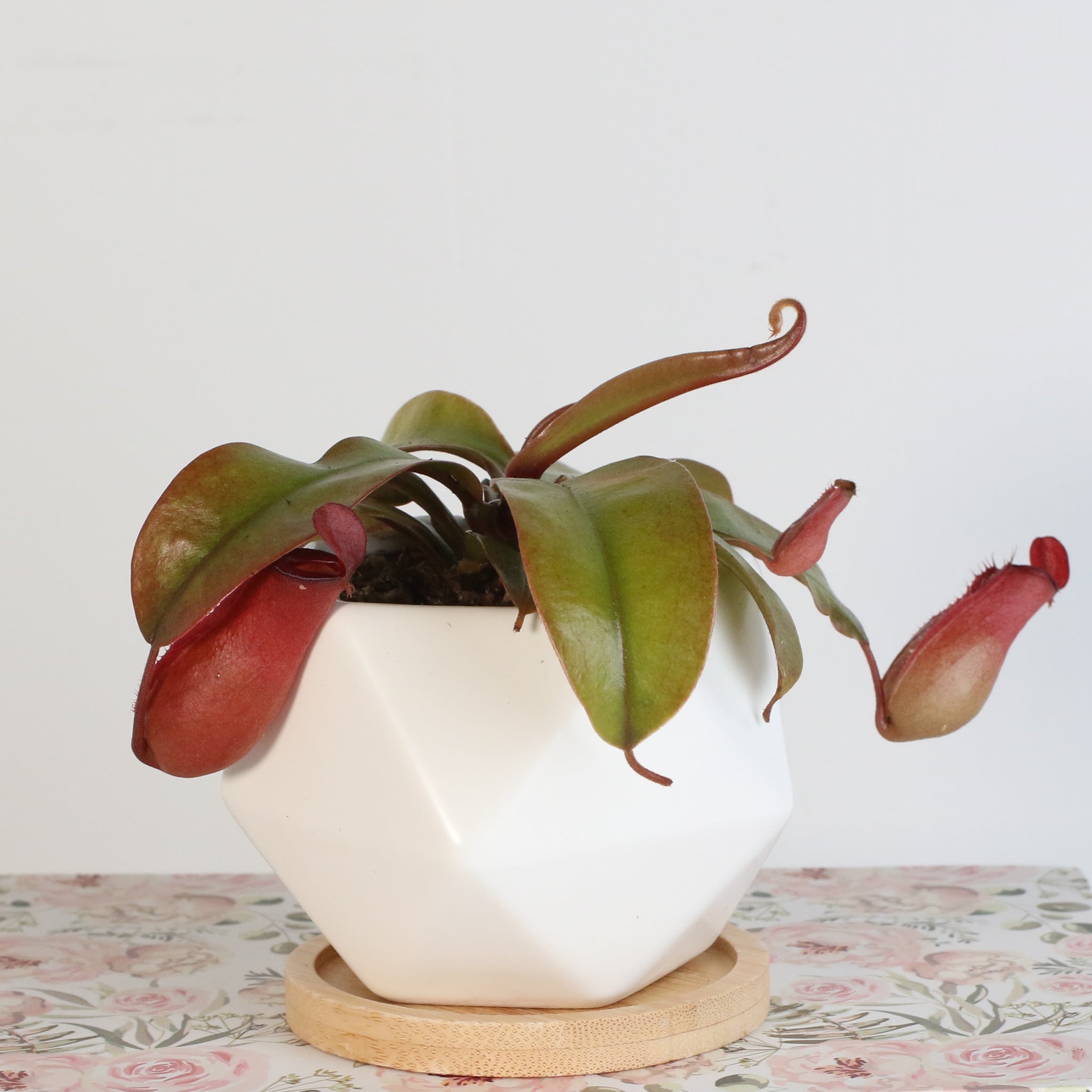 Nepenthes ‘Lady Luck’ Carnivorous Pitcher Plant - Cheeky Garden