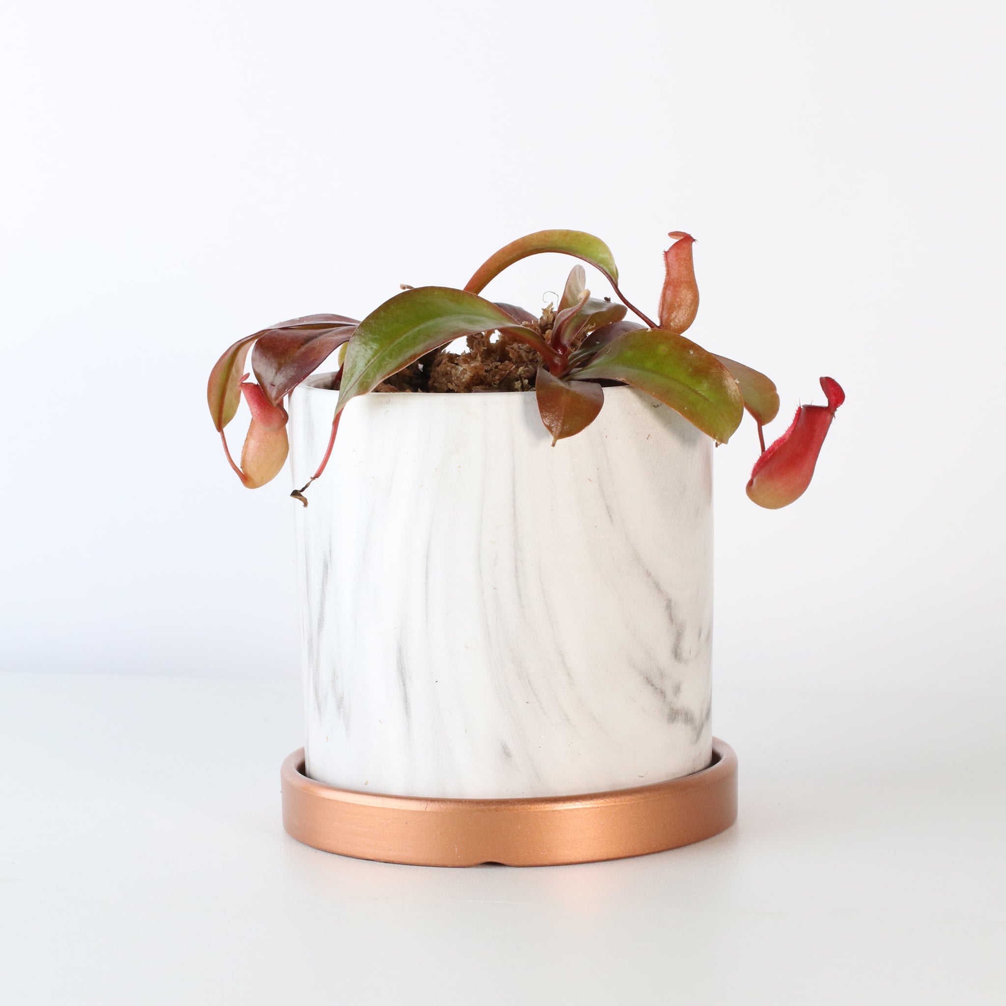 Nepenthes ‘Lady Luck’ Carnivorous Pitcher Plant - Cheeky Garden