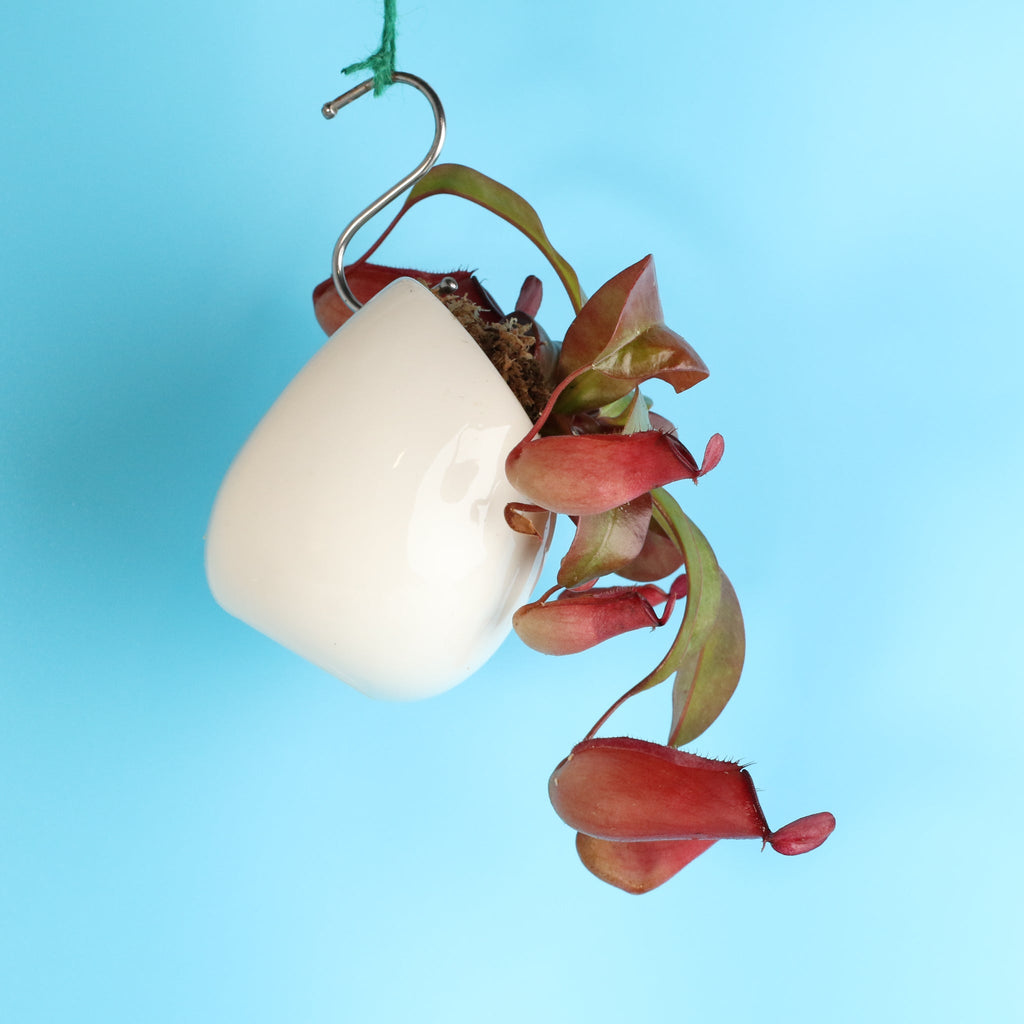 Nepenthes ‘Lady Luck’ Carnivorous Pitcher Plant - Cheeky Garden