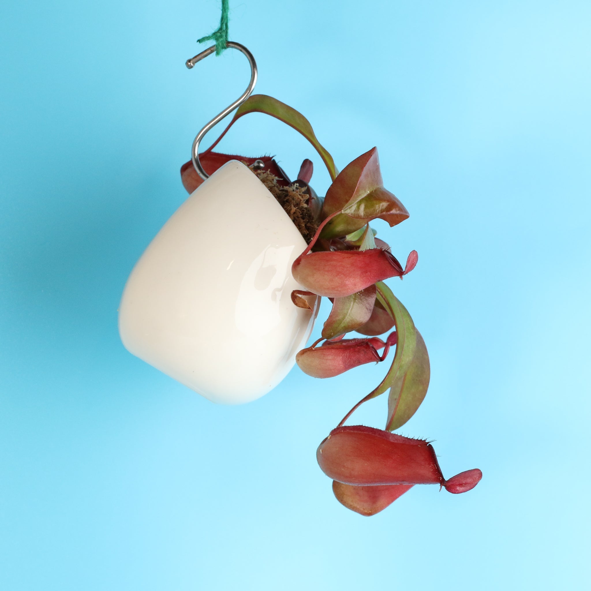 Nepenthes ‘Lady Luck’ Carnivorous Pitcher Plant - Cheeky Garden