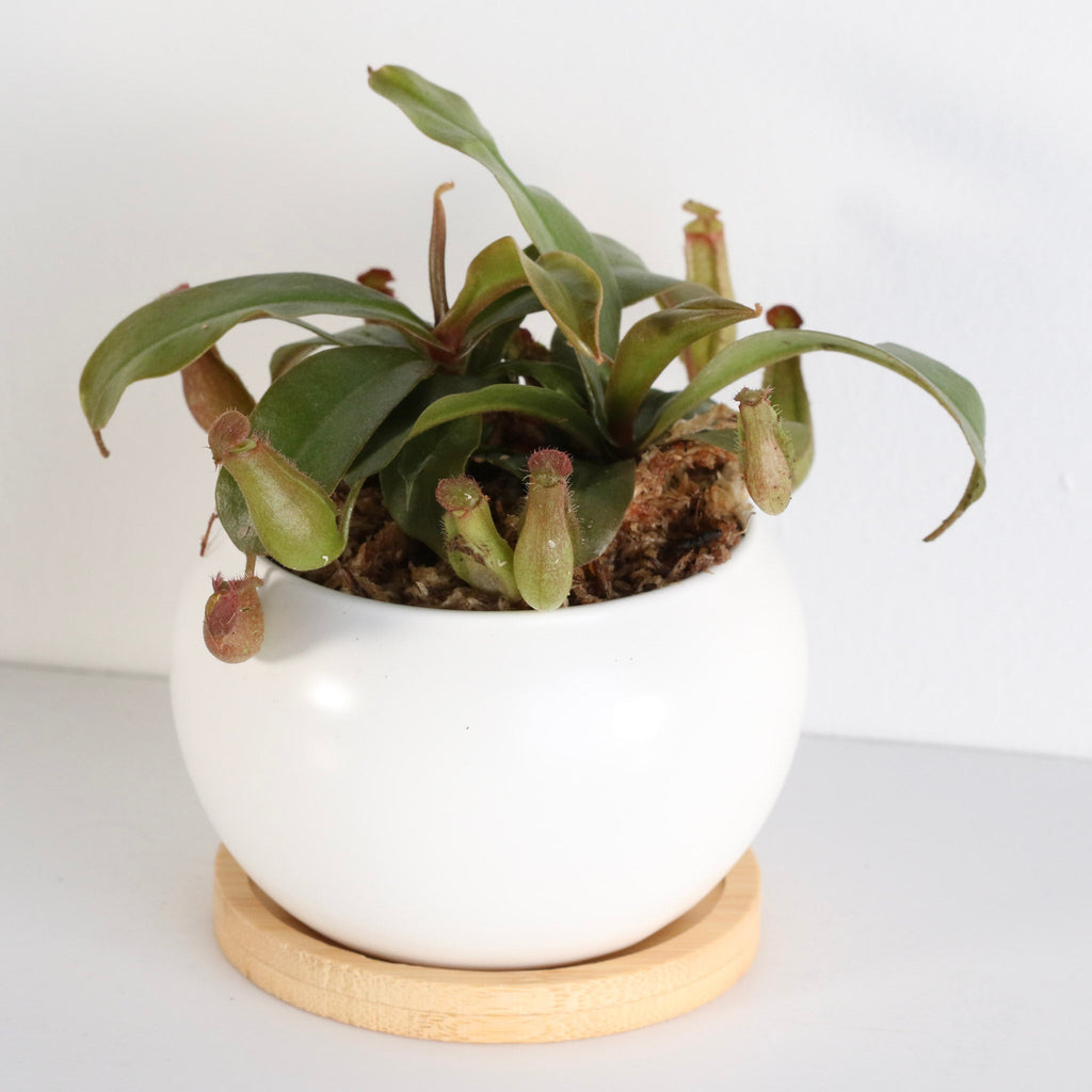 Nepenthes ‘Lady Luck’ Carnivorous Pitcher Plant - Cheeky Garden
