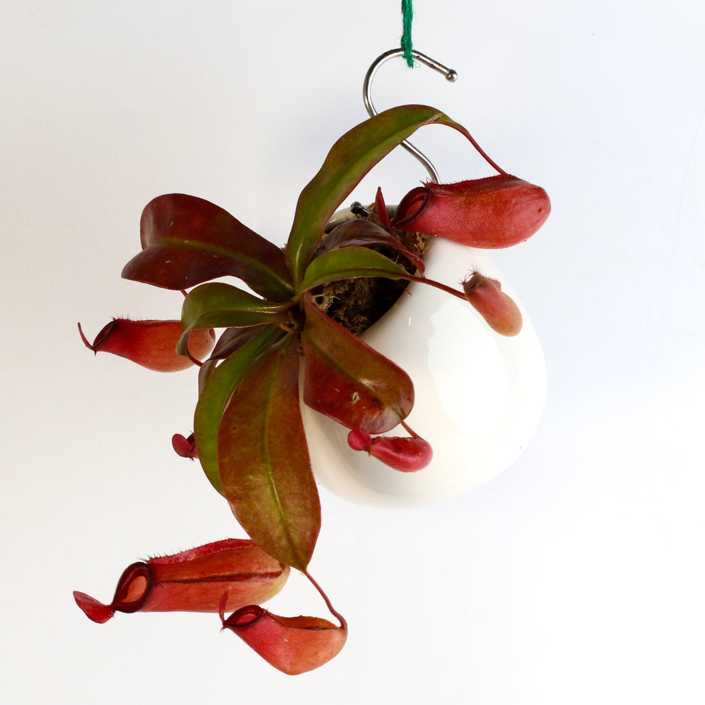 Nepenthes ‘Lady Luck’ Carnivorous Pitcher Plant - Cheeky Garden