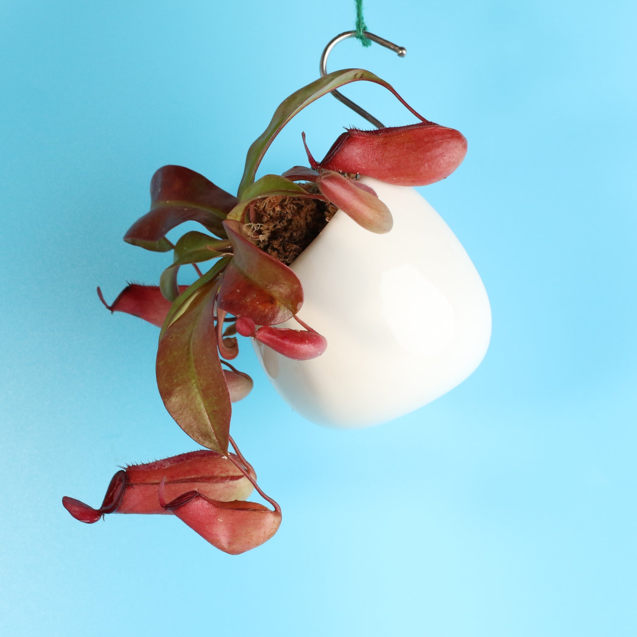 Nepenthes ‘Lady Luck’ Carnivorous Pitcher Plant - Cheeky Garden
