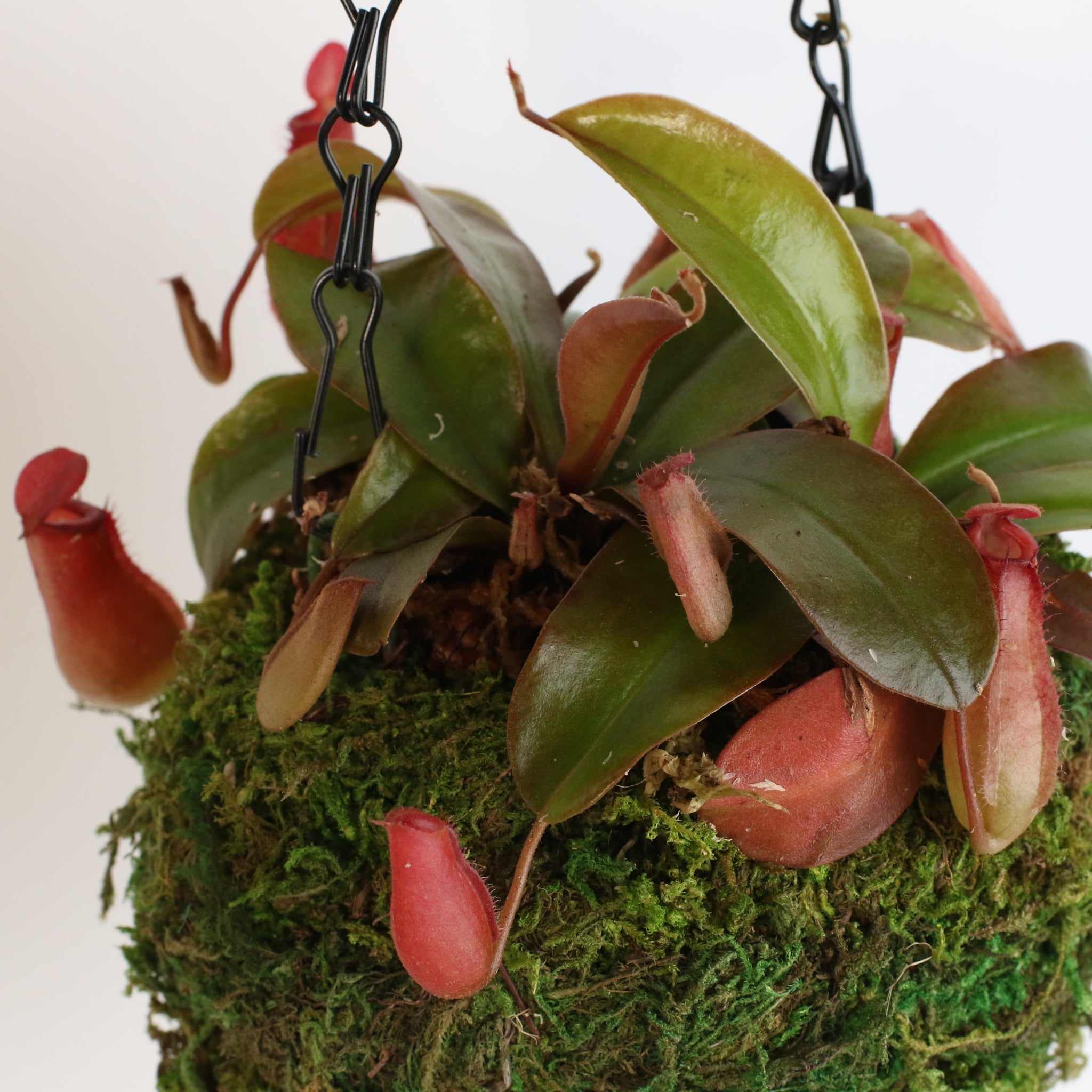 Nepenthes ‘Lady Luck’ Carnivorous Pitcher Plant - Cheeky Garden