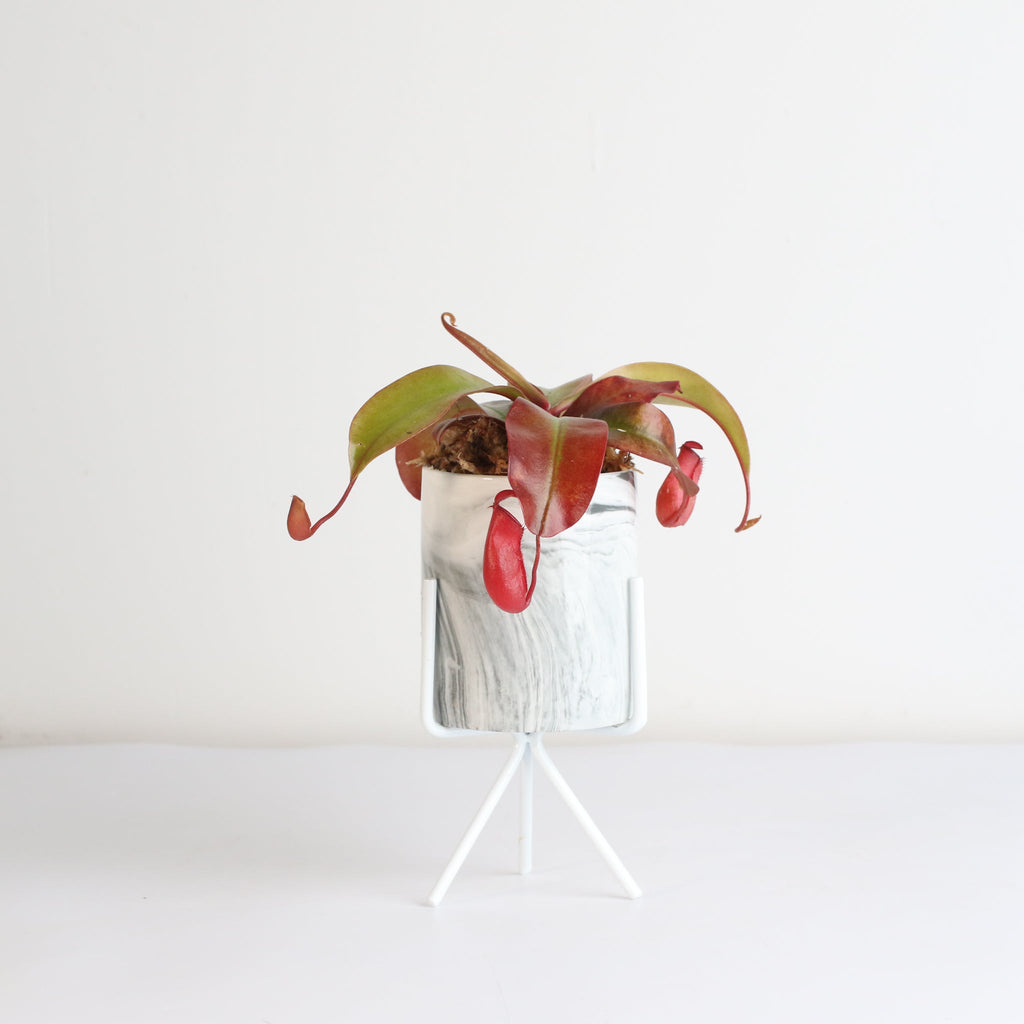 Nepenthes ‘Lady Luck’ Carnivorous Pitcher Plant - Cheeky Garden