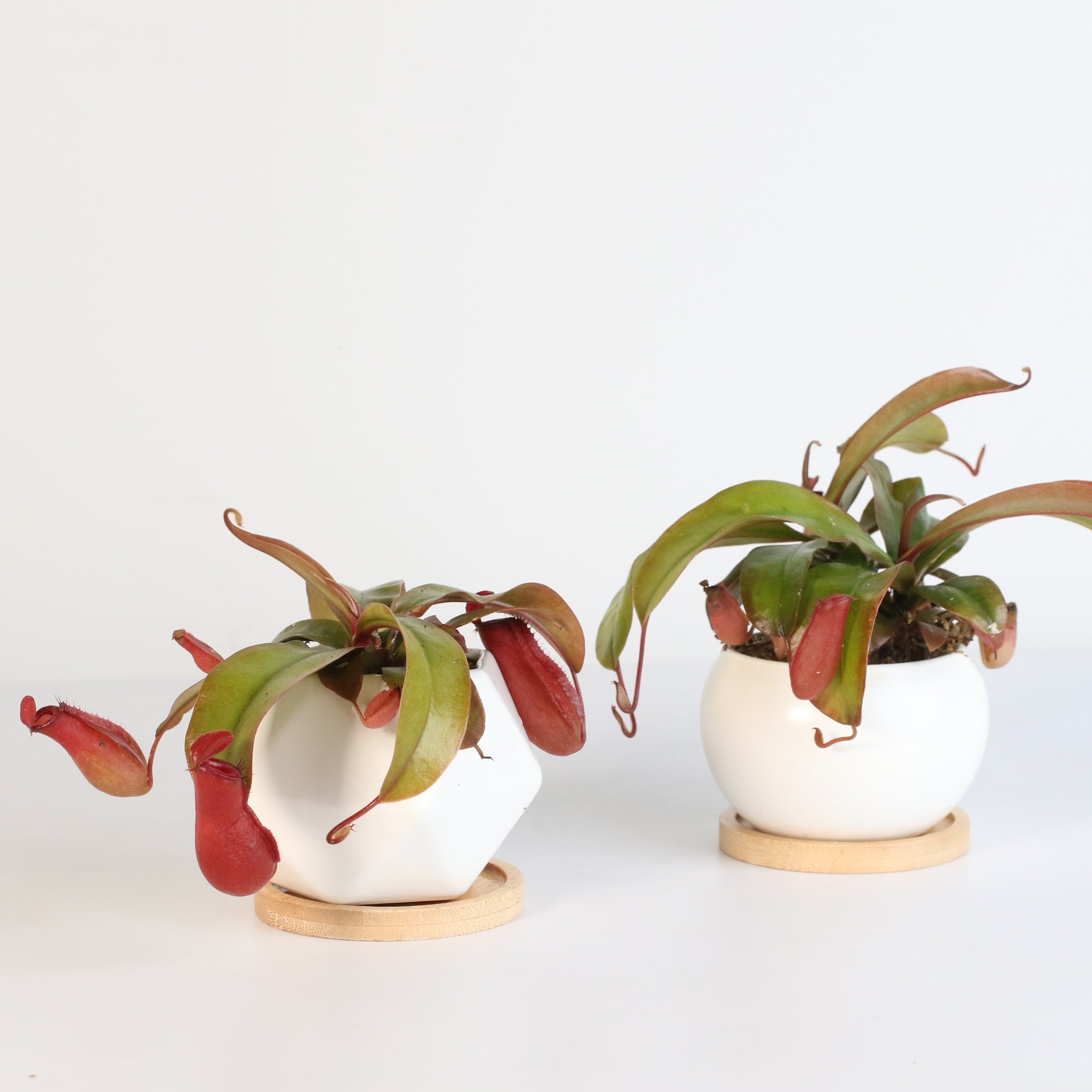 Nepenthes ‘Lady Luck’ Carnivorous Pitcher Plant - Cheeky Garden