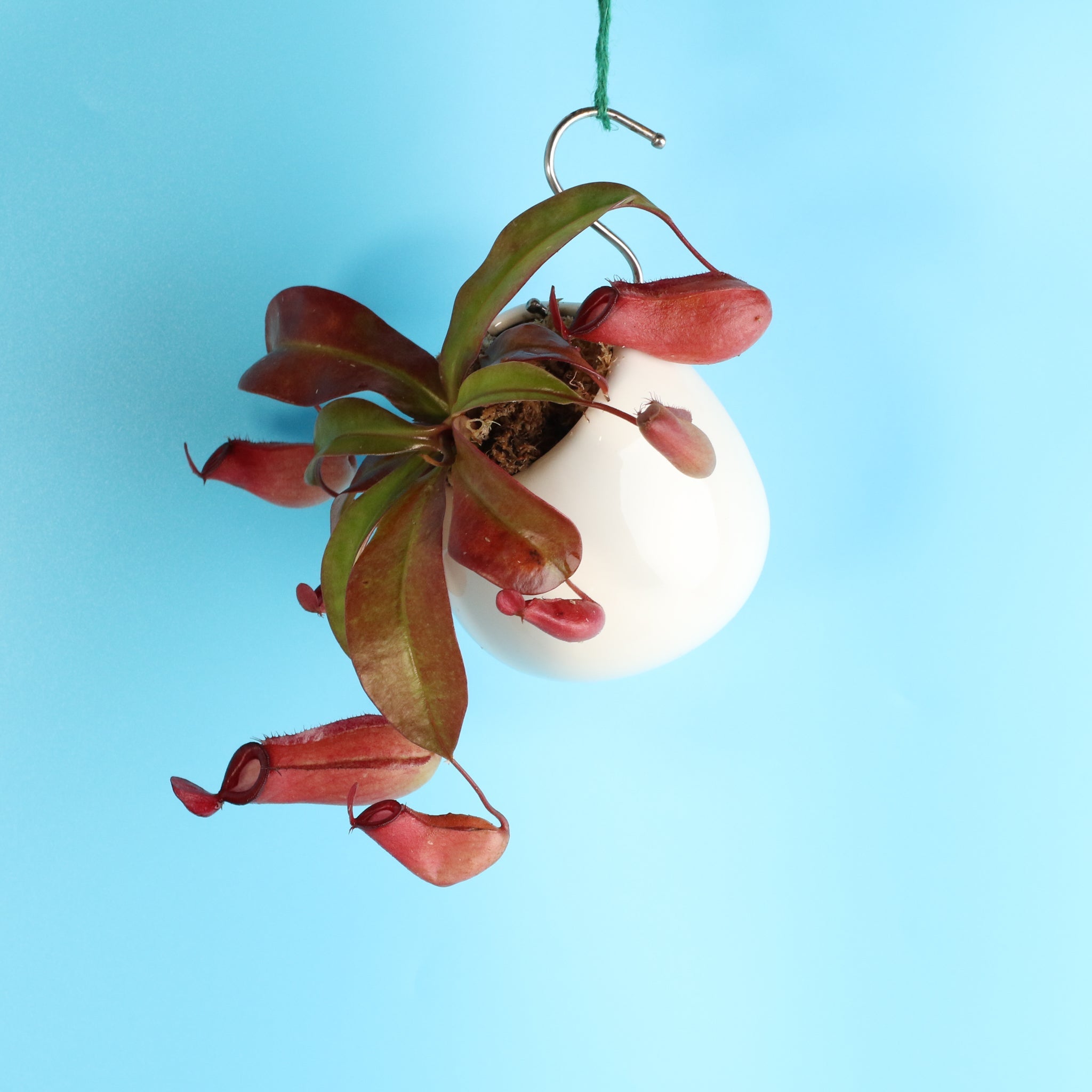 Nepenthes ‘Lady Luck’ Carnivorous Pitcher Plant - Cheeky Garden