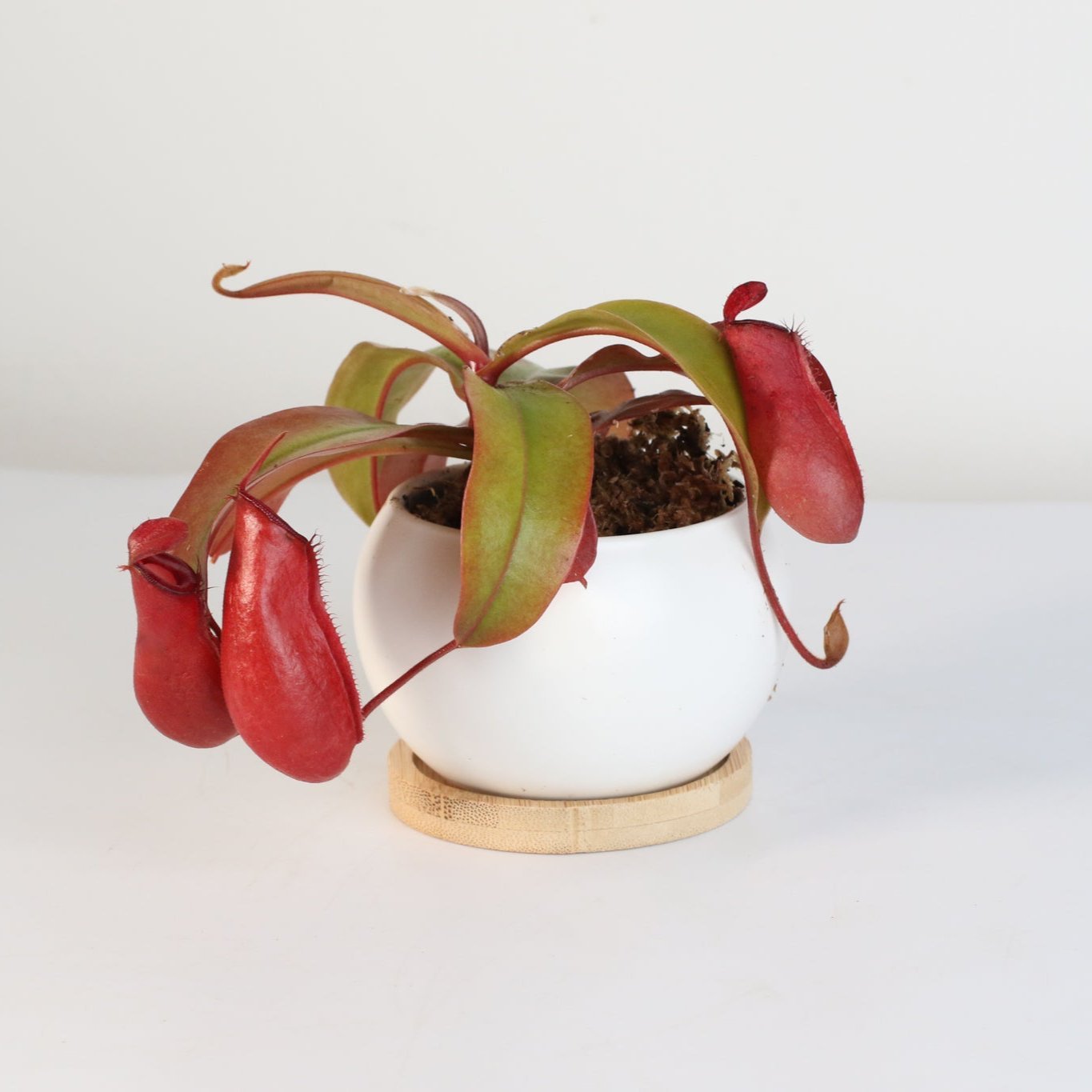 Nepenthes ‘Lady Luck’ Carnivorous Pitcher Plant - Cheeky Garden